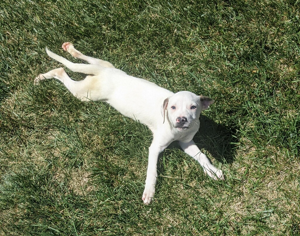 Enlarge leo, a Adoptable mixed breed in Amarillo, TX image 1/1