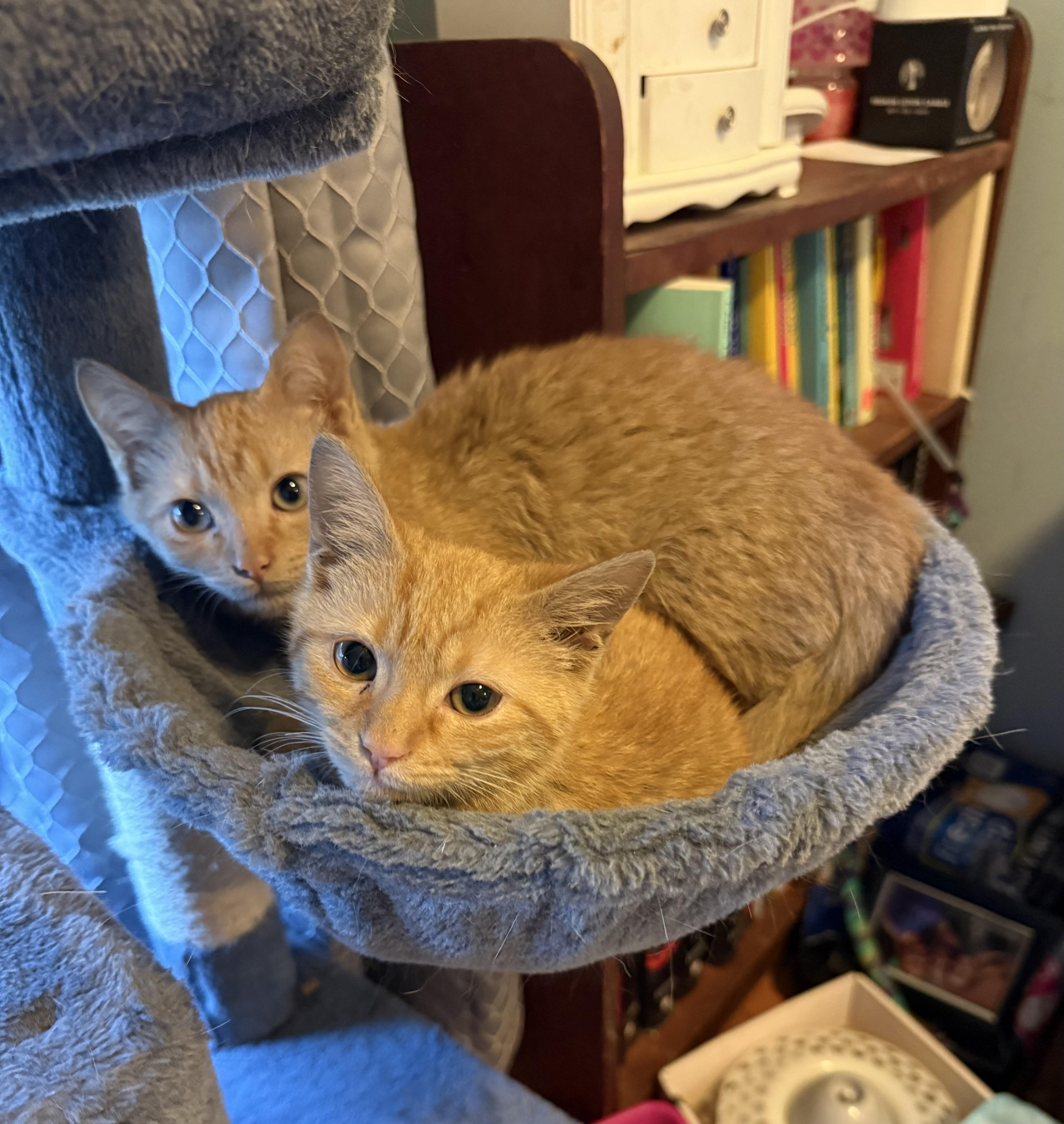 Enlarge TITAN & FLICKER , a Adoptable mixed breed in Danbury, CT image 5/6