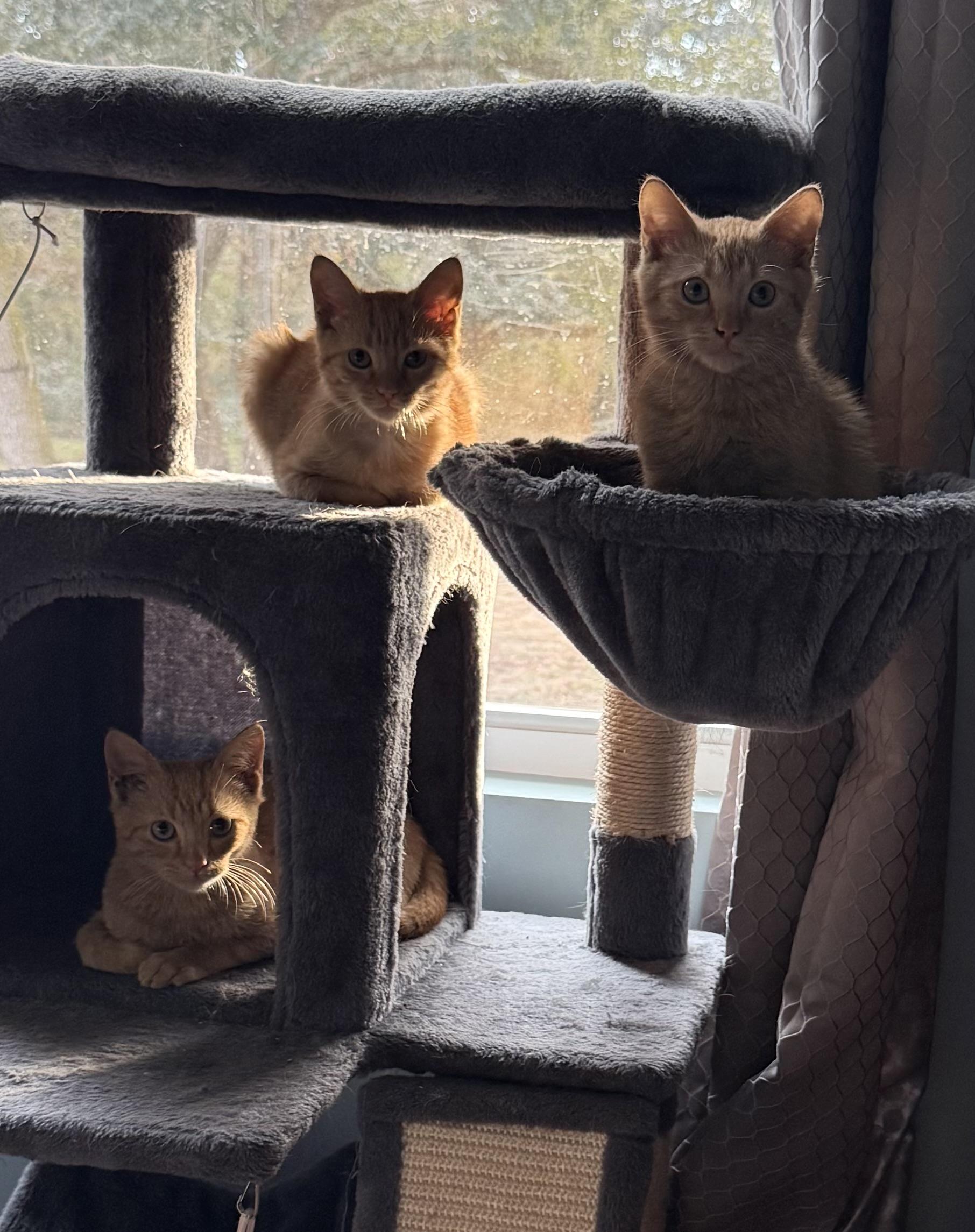 Enlarge TITAN & FLICKER , a Adoptable mixed breed in Danbury, CT image 3/6