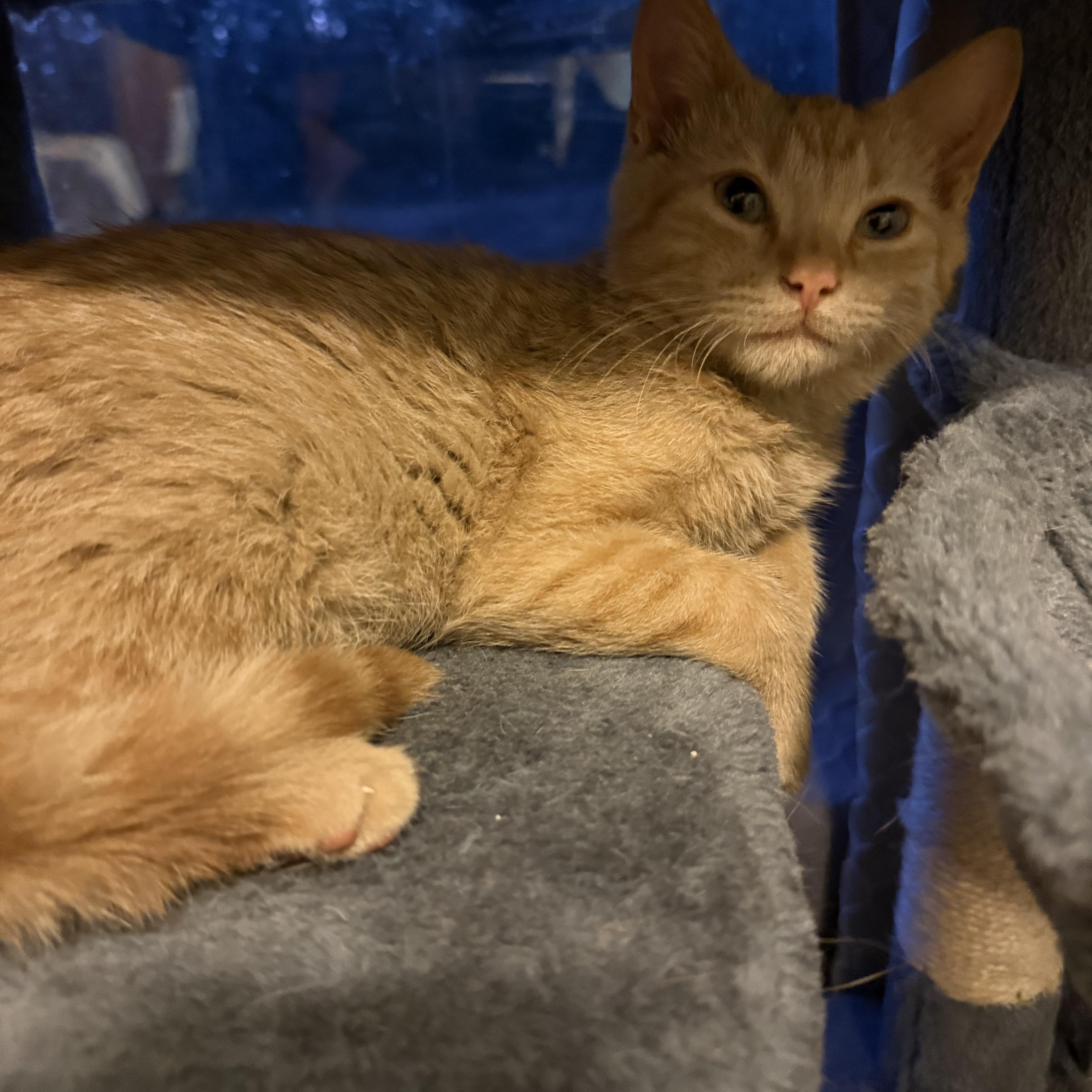 Enlarge TITAN & FLICKER , a Adoptable mixed breed in Danbury, CT image 4/6