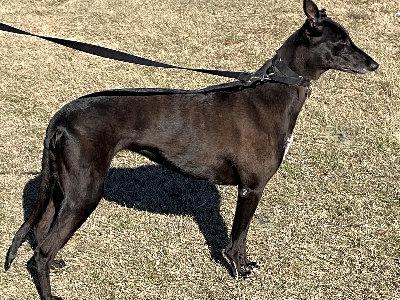 Enlarge Layla (aka Laila Herrera), a ADOPTABLE Greyhound in Dallas, TX image 2/3