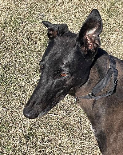 Enlarge Layla (aka Laila Herrera), a ADOPTABLE Greyhound in Dallas, TX image 1/3