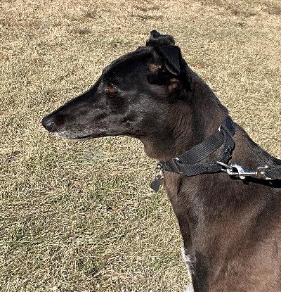Enlarge Layla (aka Laila Herrera), a ADOPTABLE Greyhound in Dallas, TX image 3/3