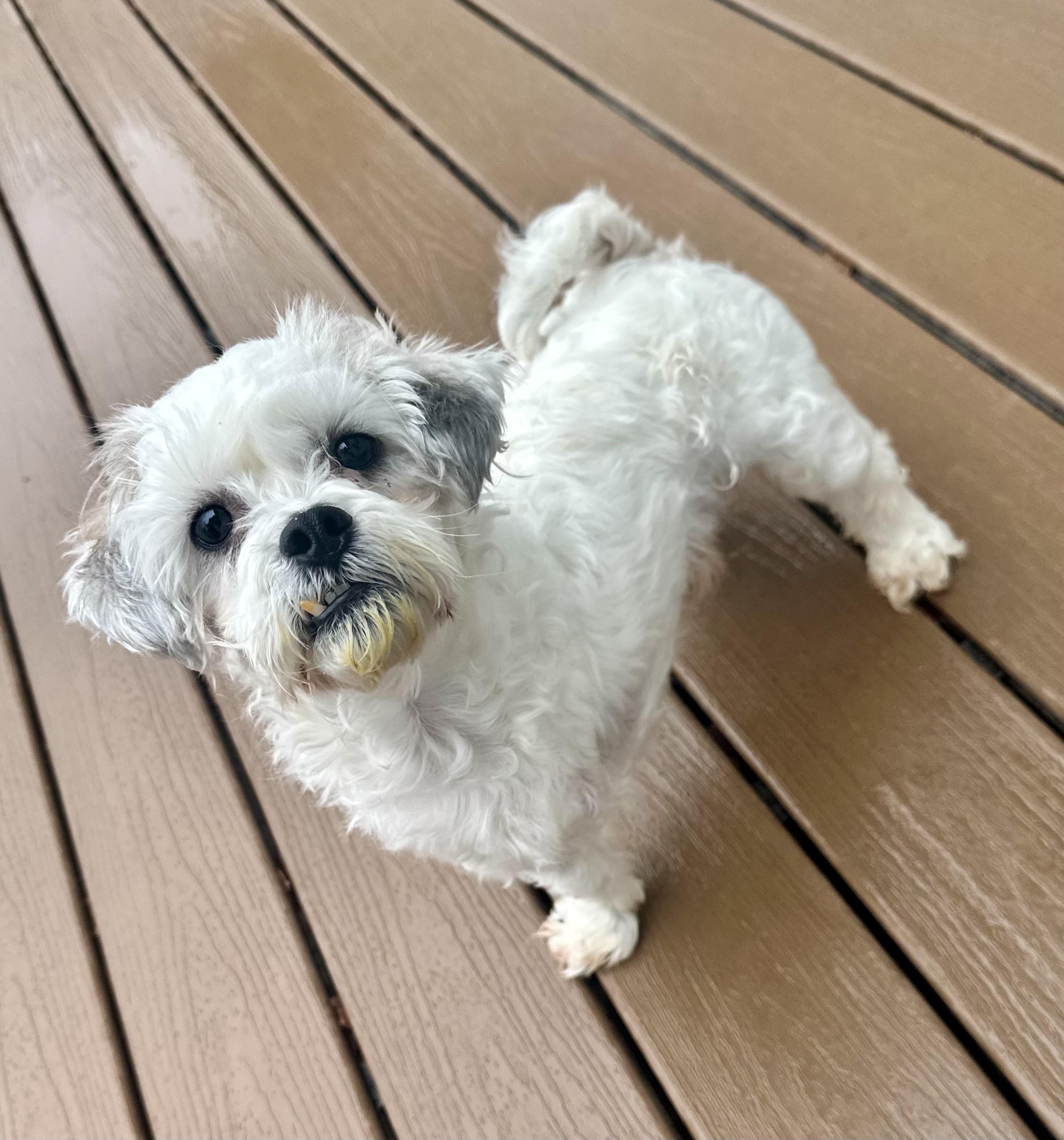 Enlarge Louie, a ADOPTABLE mixed breed in Silver Spring, MD image 1/3
