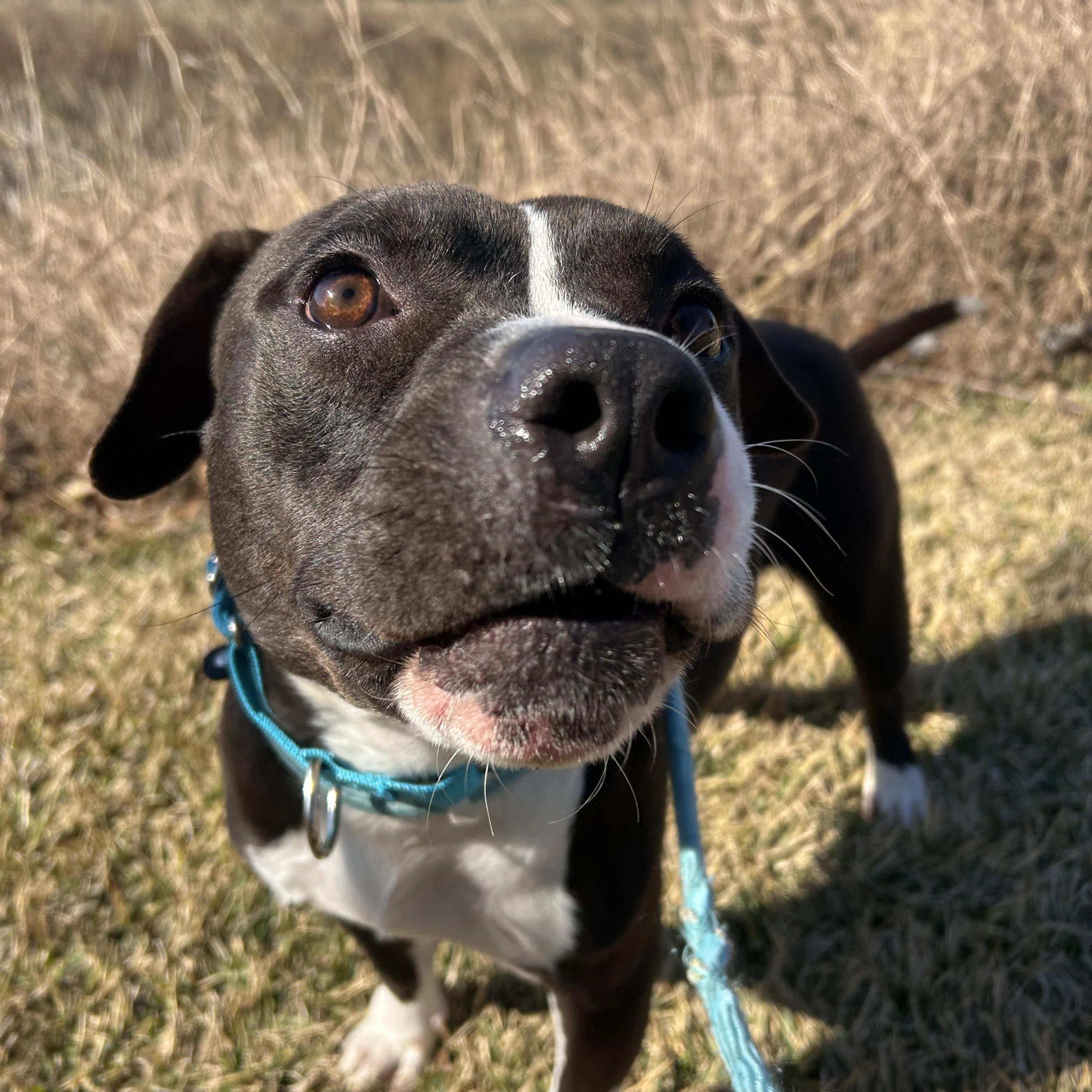 Enlarge Jerry, a Adoptable mixed breed in Westminster, CO image 4/5