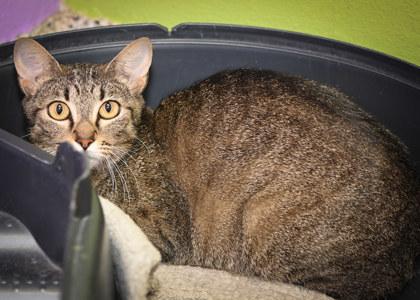 Stella, Adoptable, Adult Female Domestic Short Hair & Domestic Short Hair.