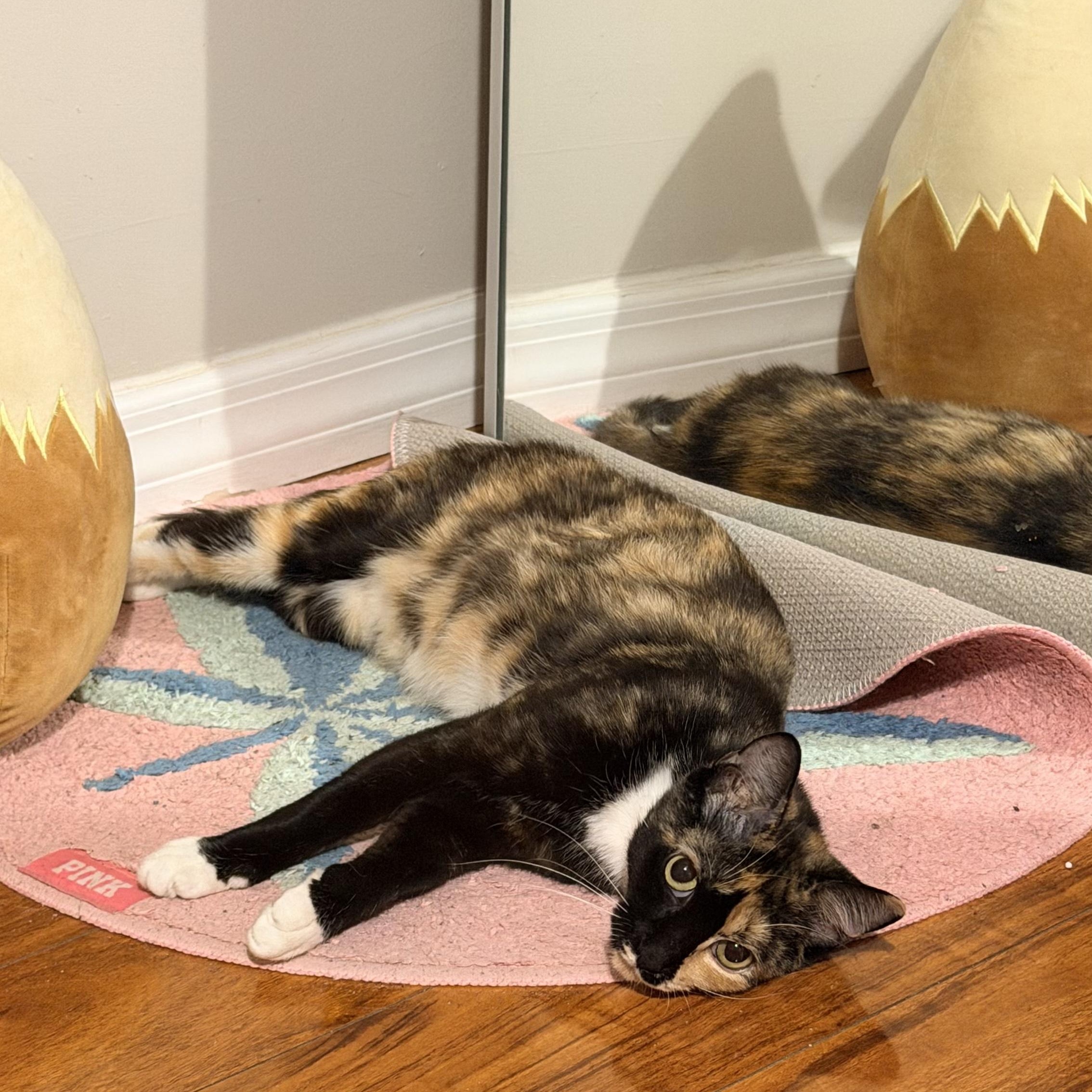 Dixie, a ADOPTABLE Calico in Boston, MA image 5/6