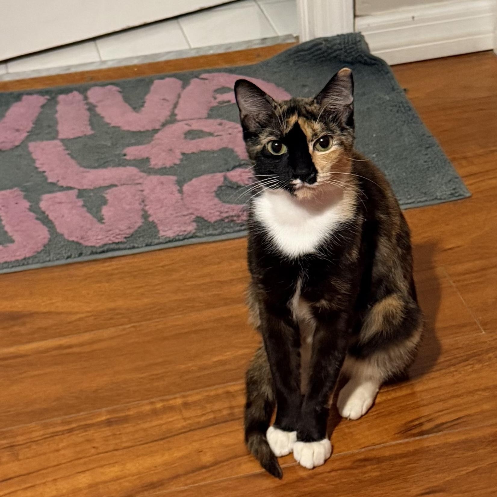Dixie, a ADOPTABLE Calico in Boston, MA image 1/6