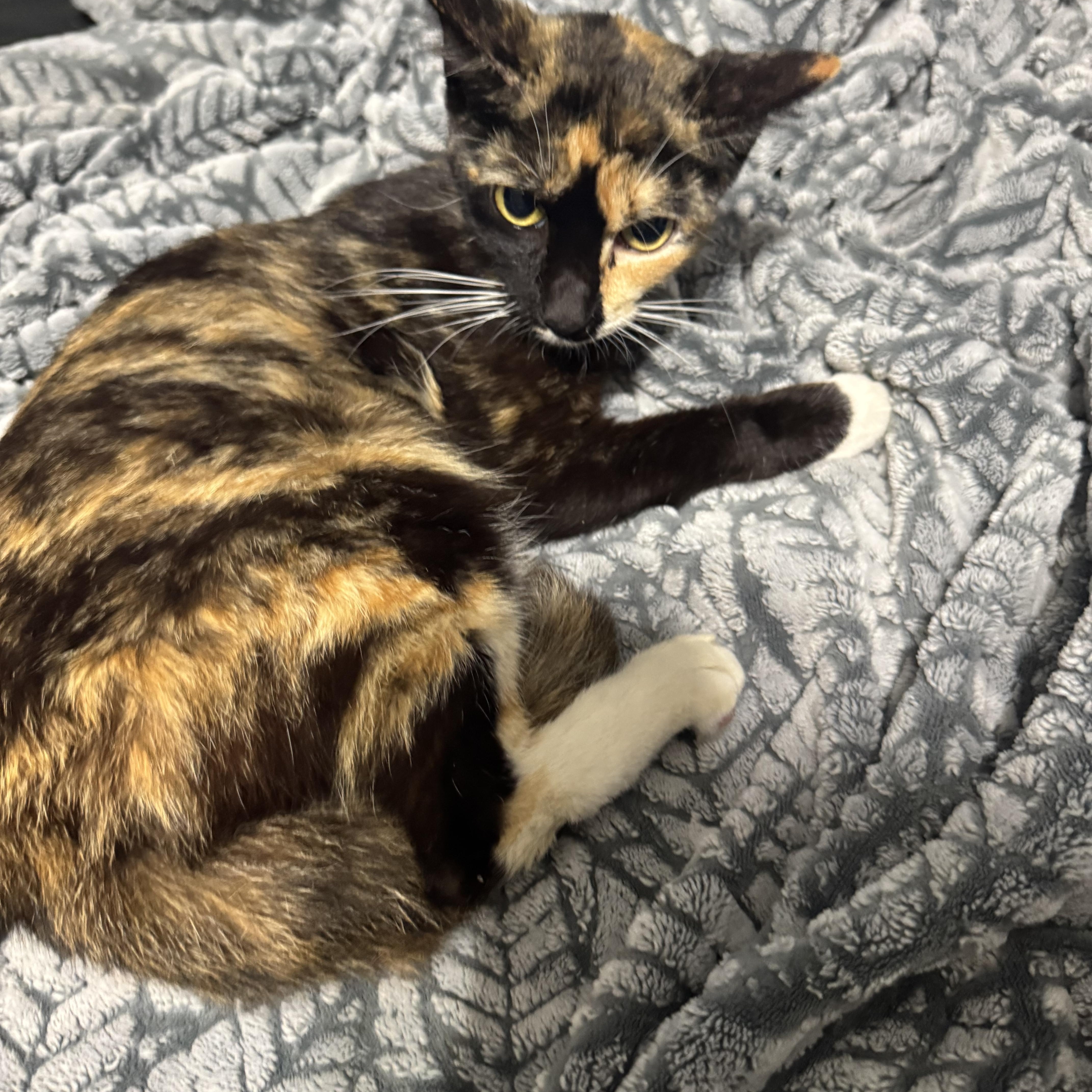 Dixie, ADOPTABLE, Young Female Calico.