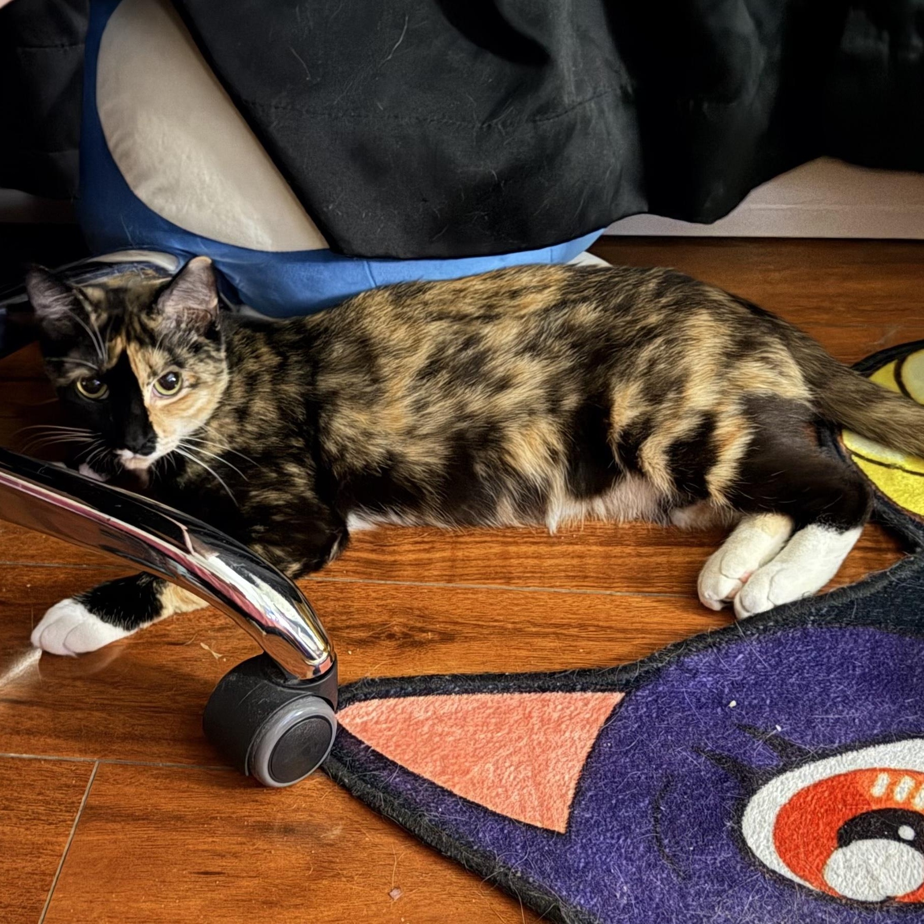 Dixie, a ADOPTABLE Calico in Boston, MA image 4/6