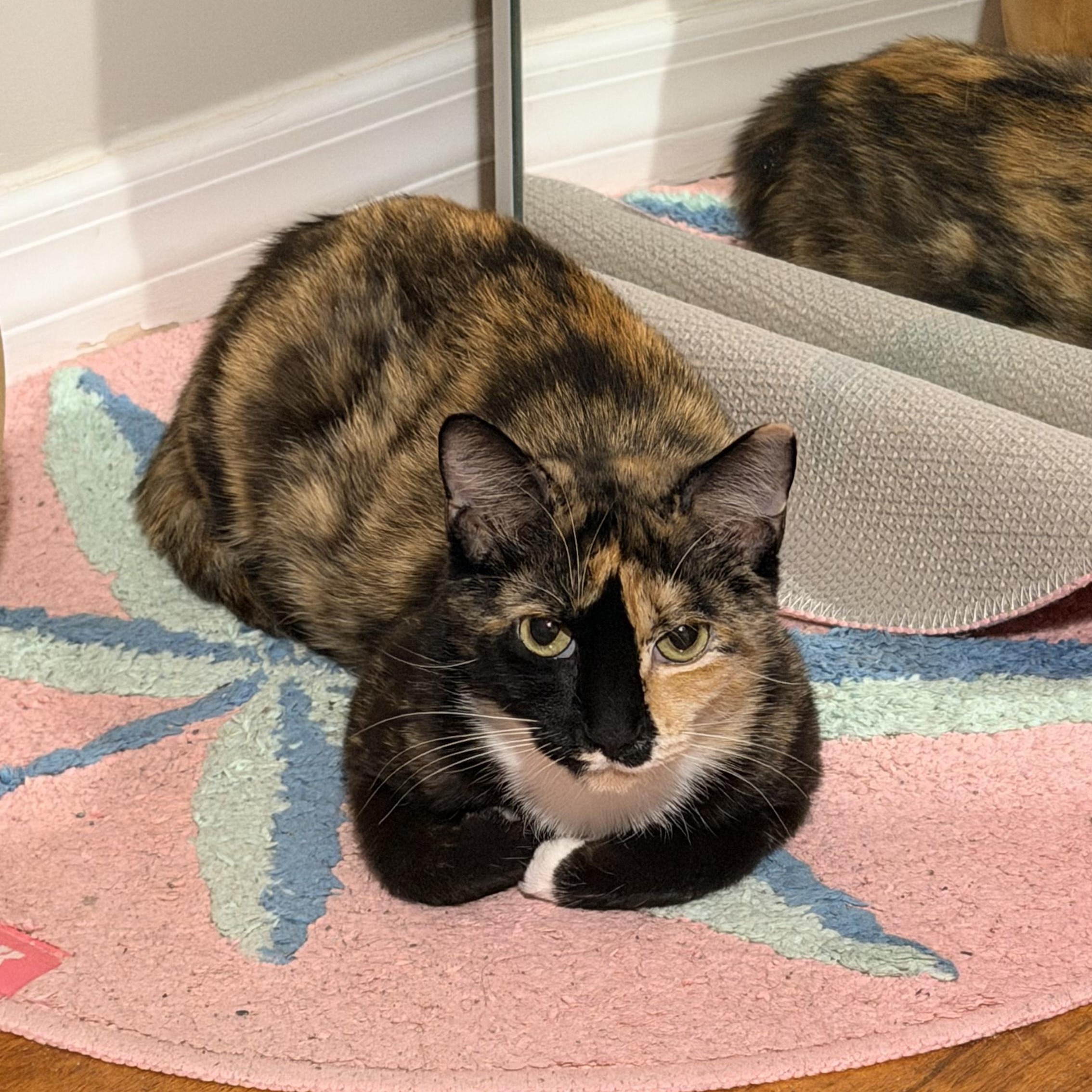 Dixie, a ADOPTABLE Calico in Boston, MA image 6/6