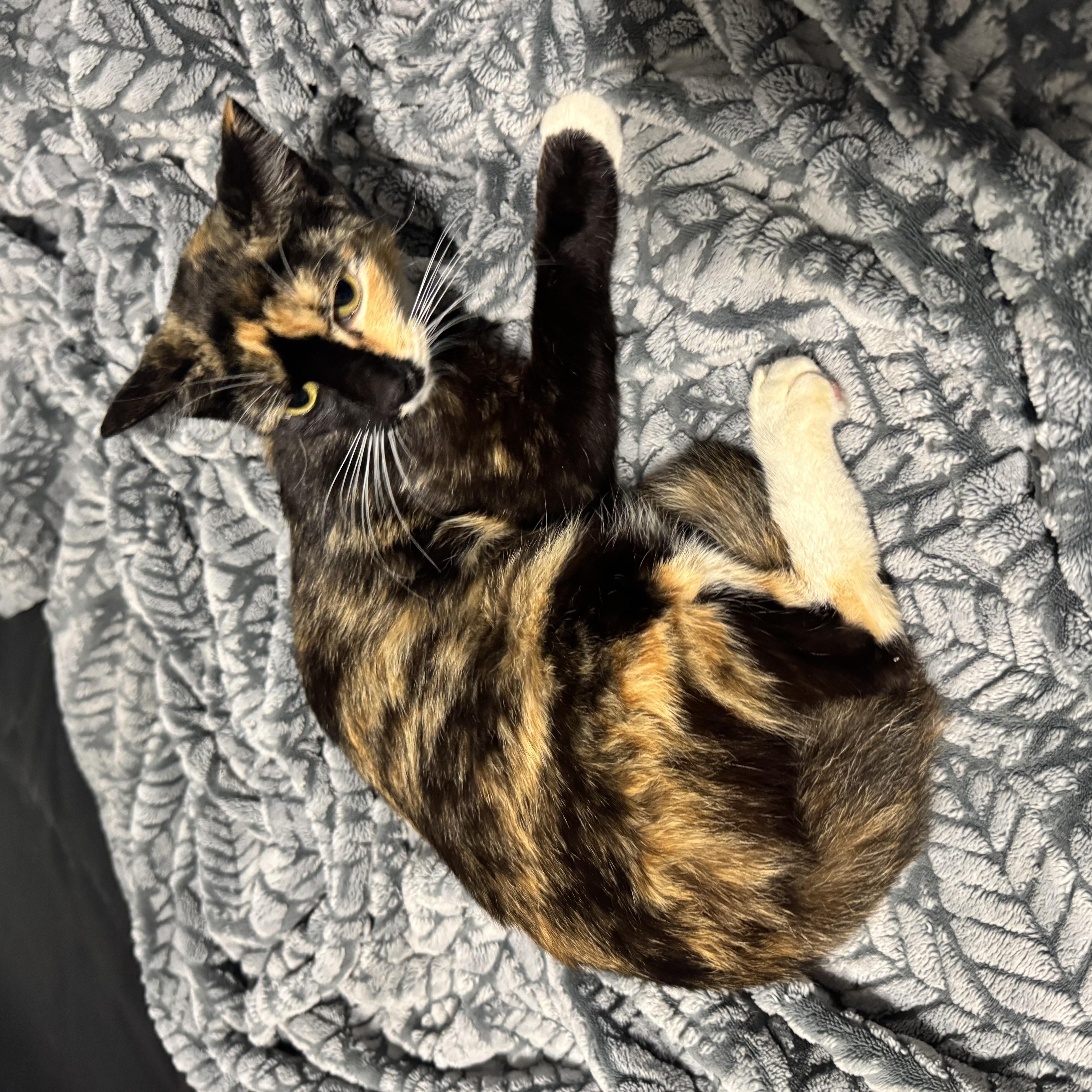 Dixie, a ADOPTABLE Calico in Hartford, CT image 2/4
