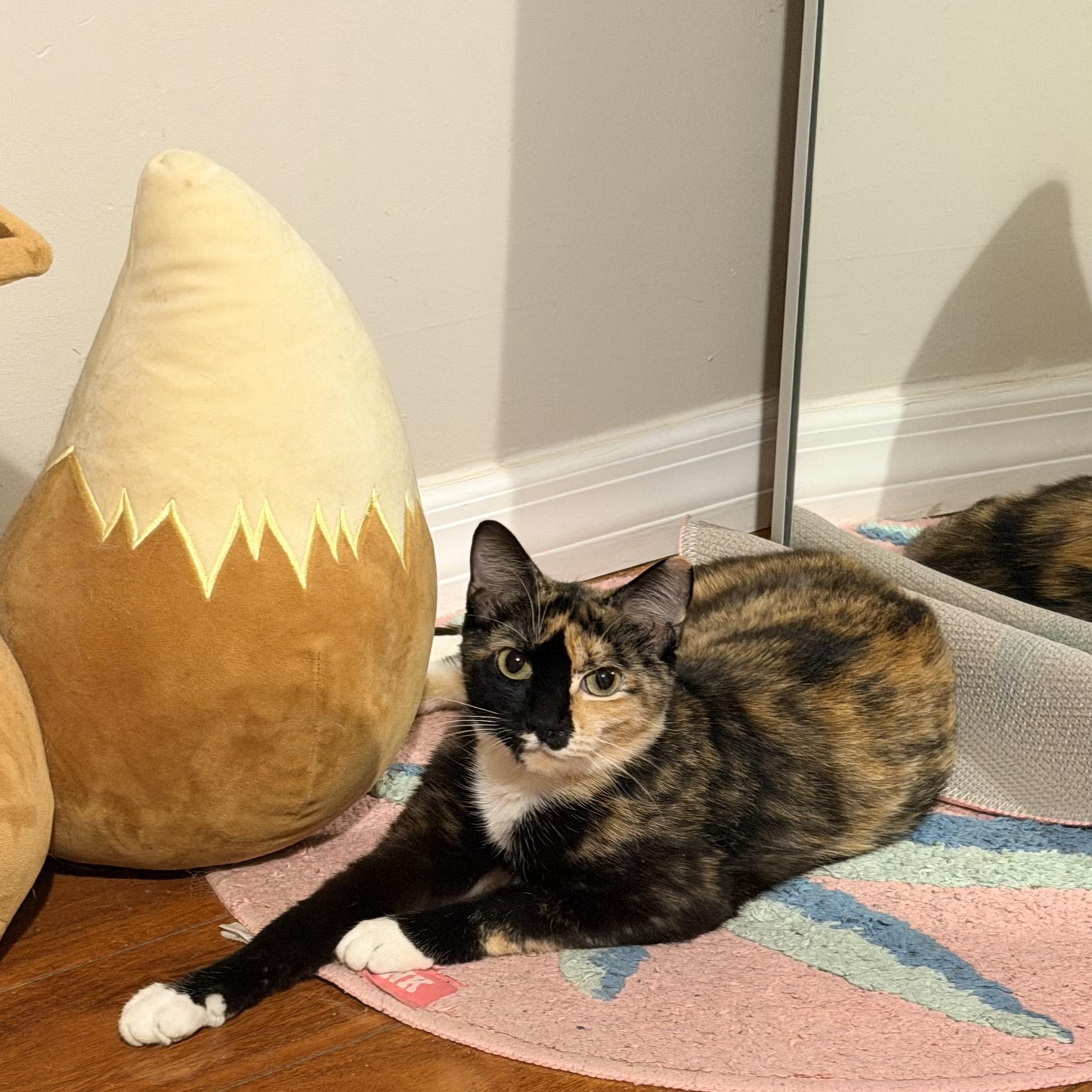 Dixie, a ADOPTABLE Calico in Boston, MA image 2/6