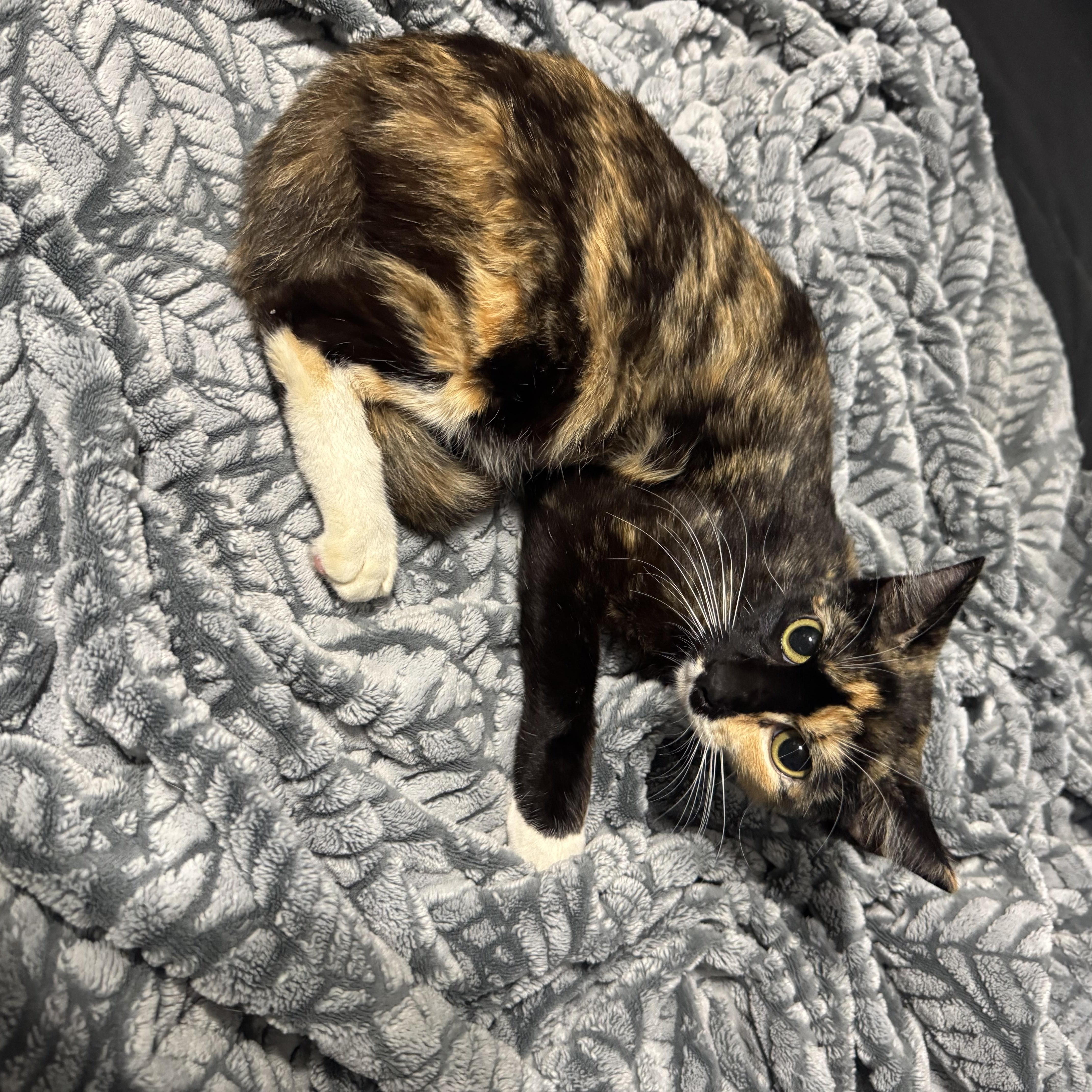 Dixie, a ADOPTABLE Calico in Hartford, CT image 3/4