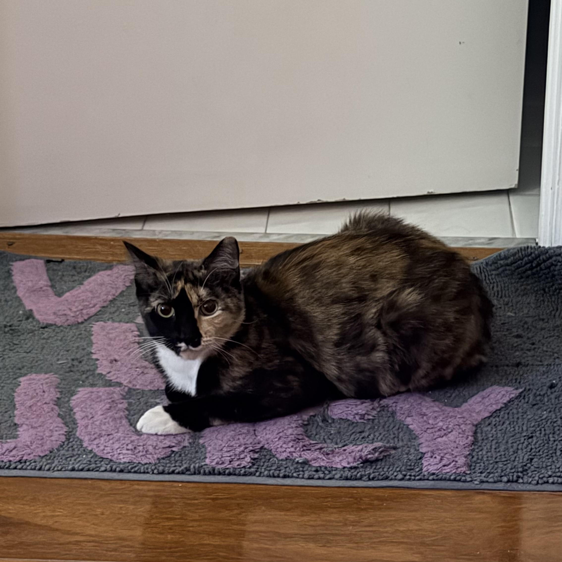 Dixie, a ADOPTABLE Calico in Boston, MA image 3/6