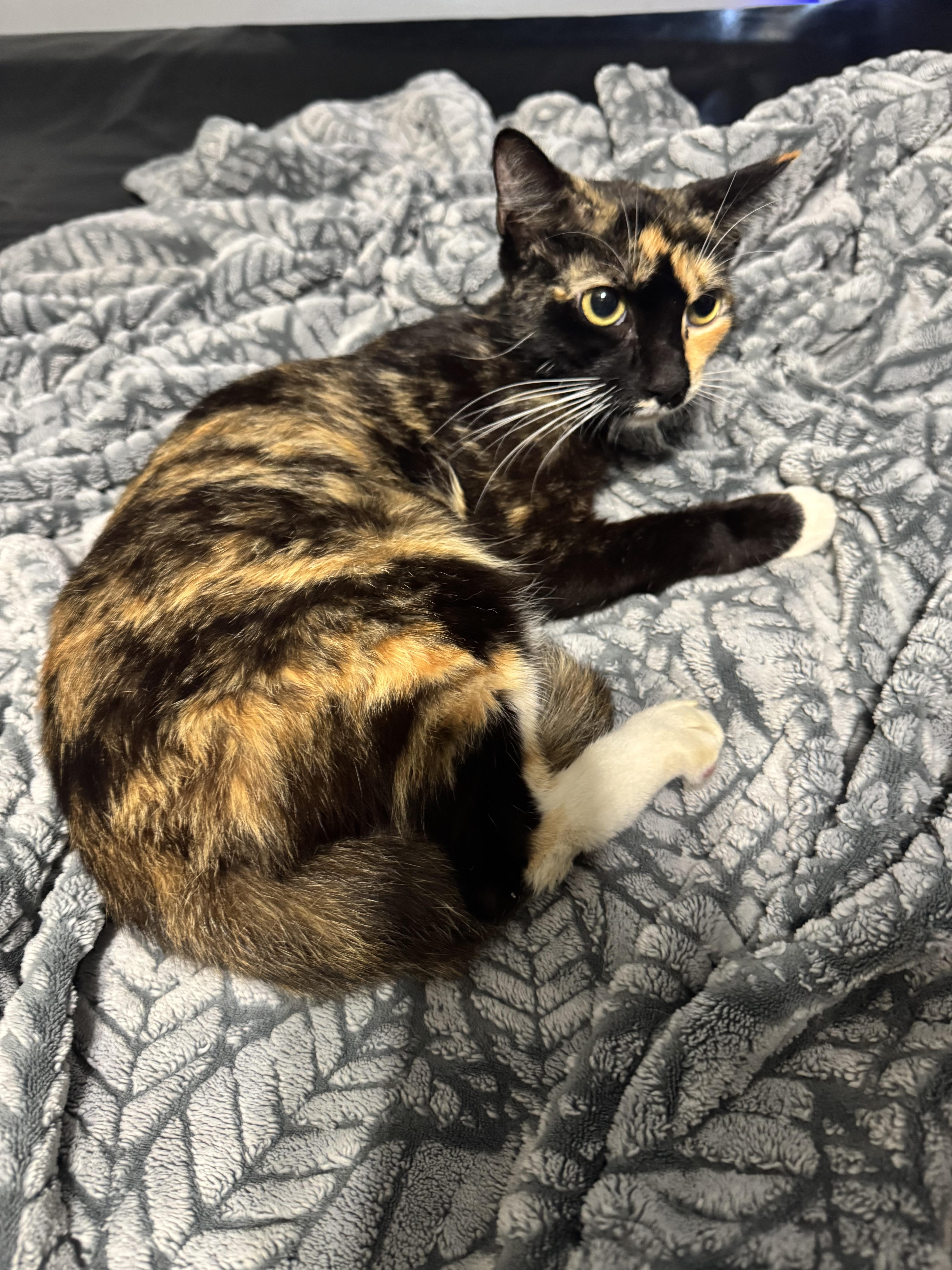 Dixie, a ADOPTABLE Calico in Hartford, CT image 4/4