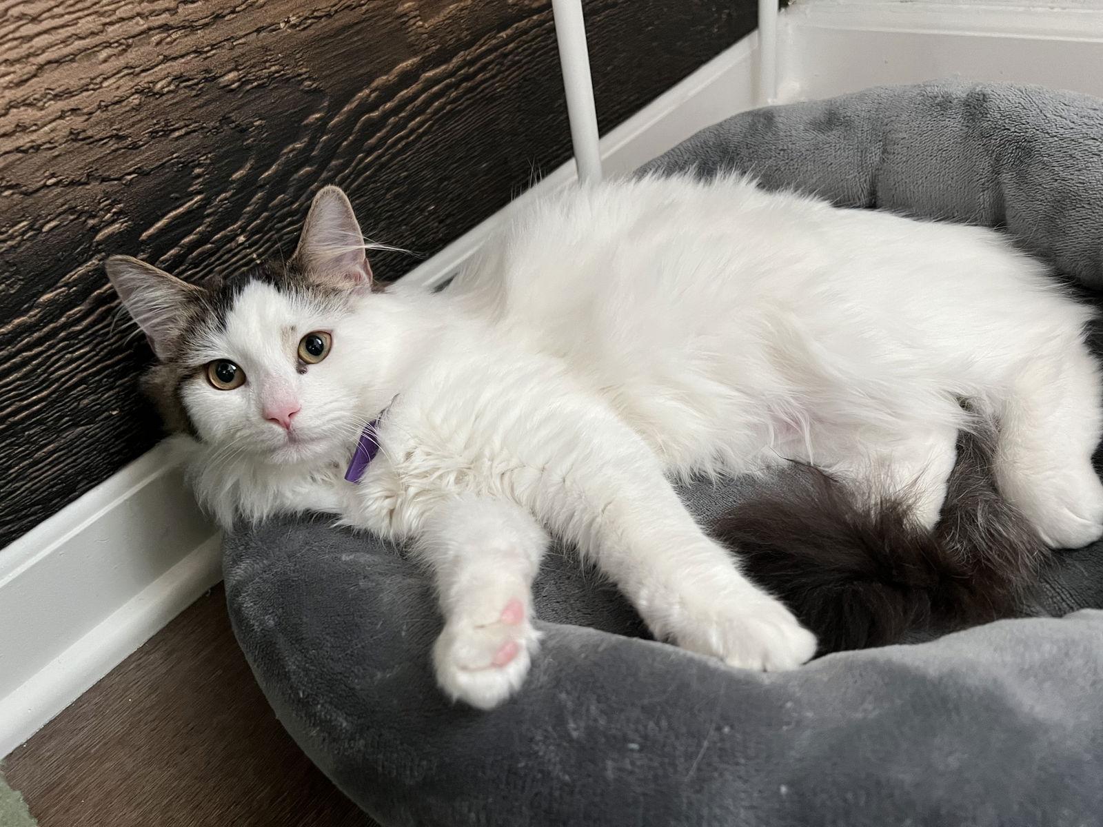 Tiramisu, Adoptable, Young Male Domestic Long Hair.