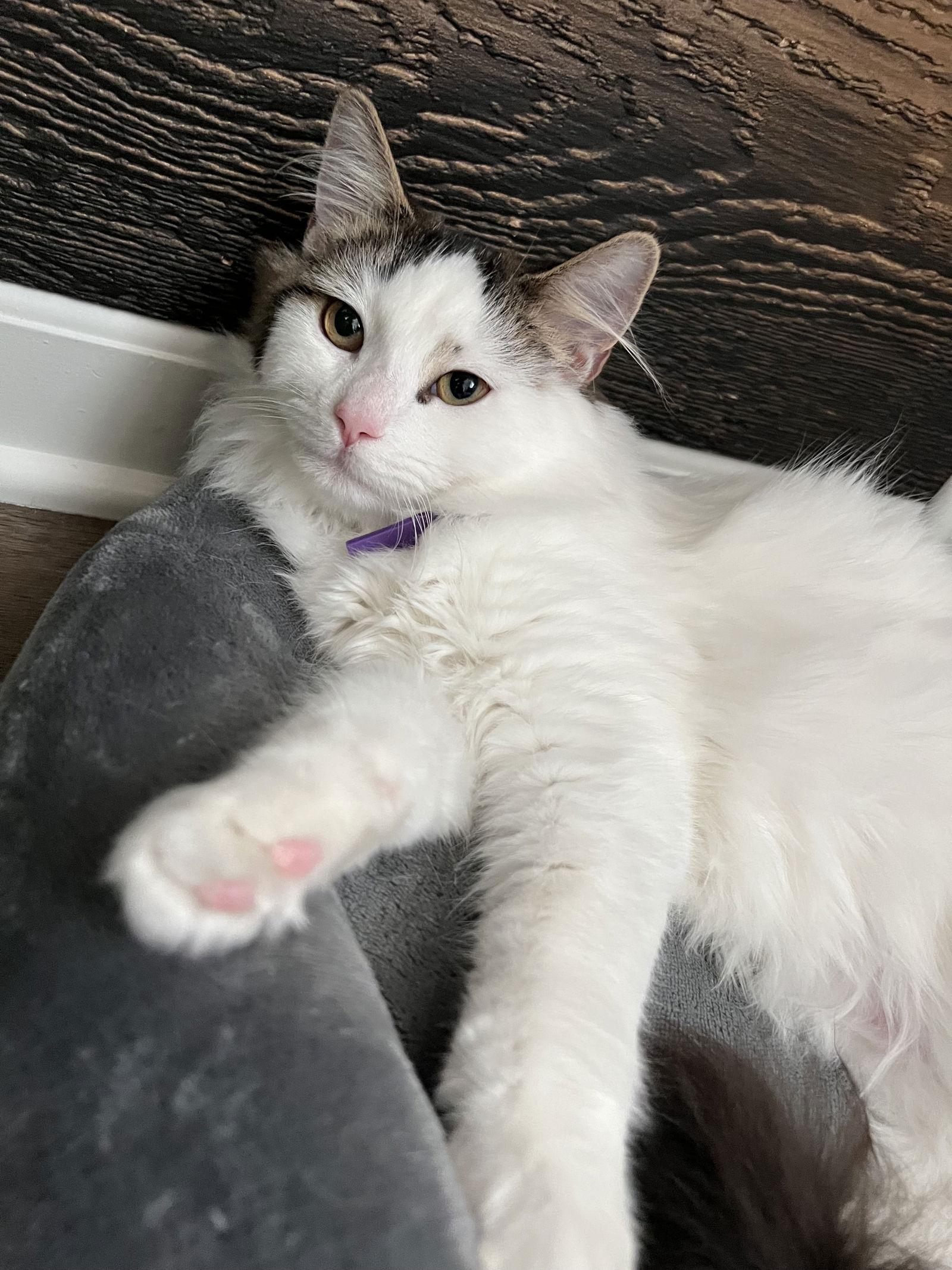 Enlarge Tiramisu, a Adoptable Domestic Long Hair in Walnut Creek, CA image 2/3