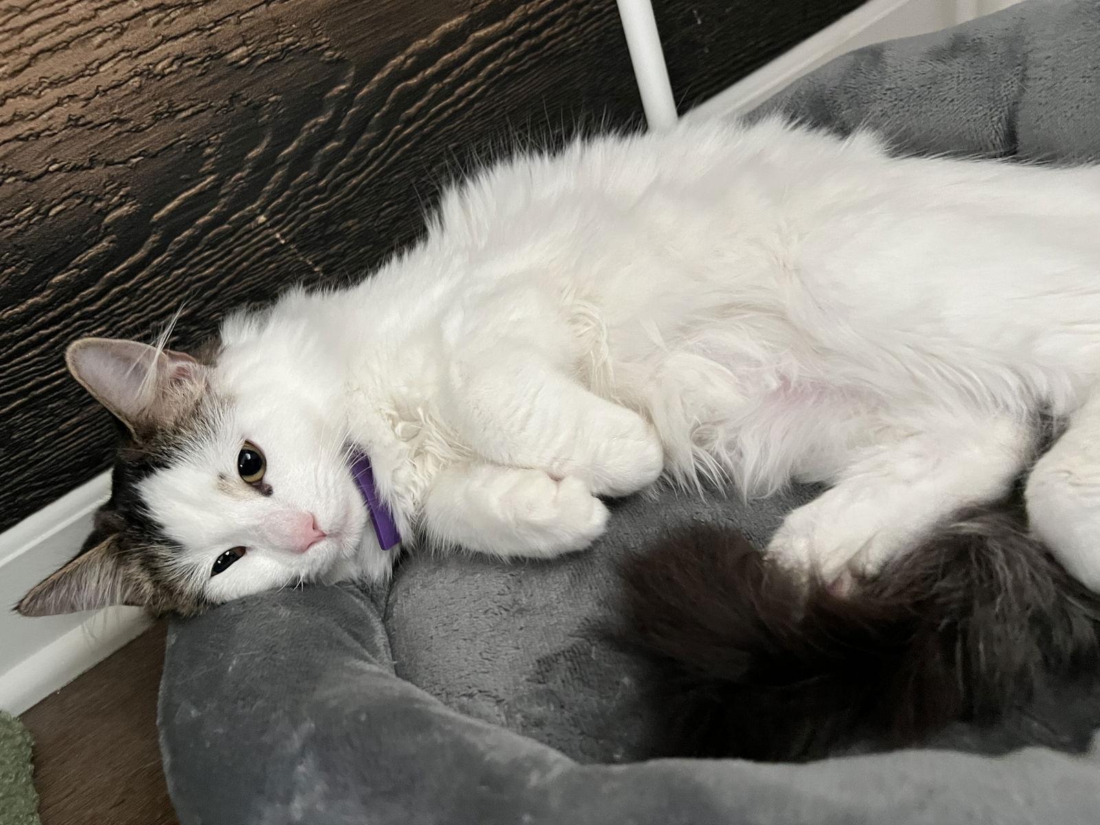 Enlarge Tiramisu, a Adoptable Domestic Long Hair in Walnut Creek, CA image 3/3