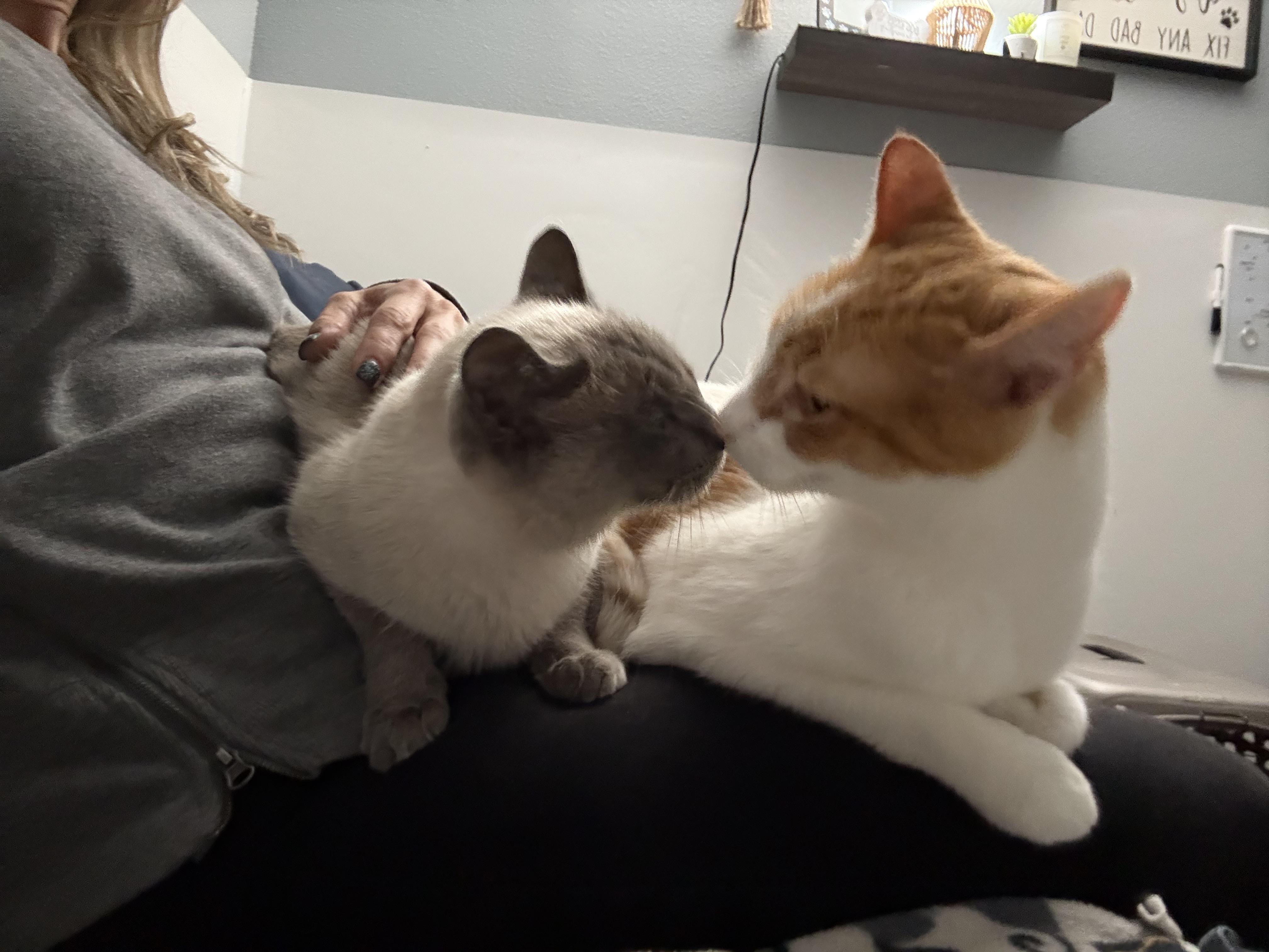 Enlarge Crush, a Adoptable Domestic Short Hair in Woodville , WI image 2/6