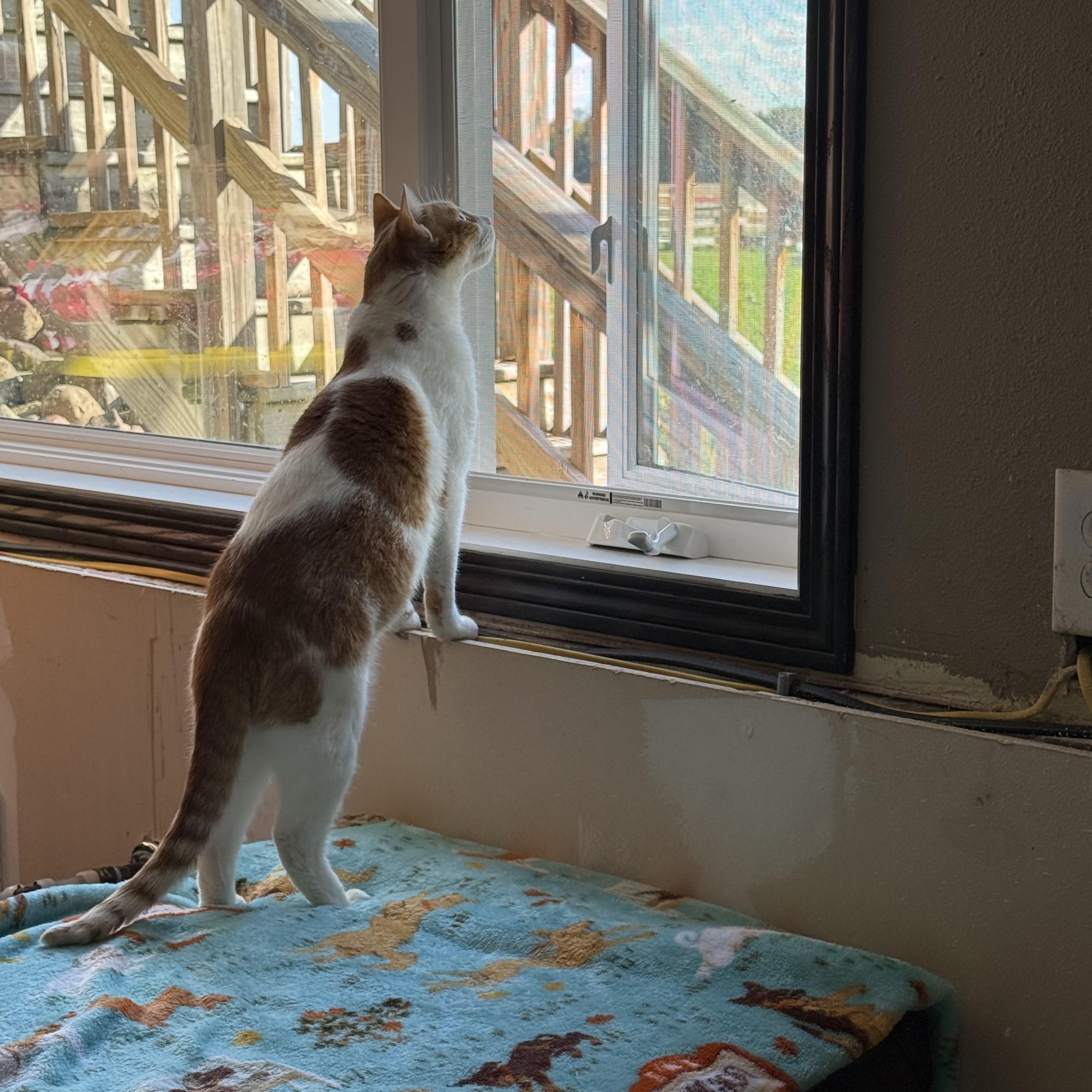 Enlarge Crush, a Adoptable Domestic Short Hair in Woodville , WI image 4/6