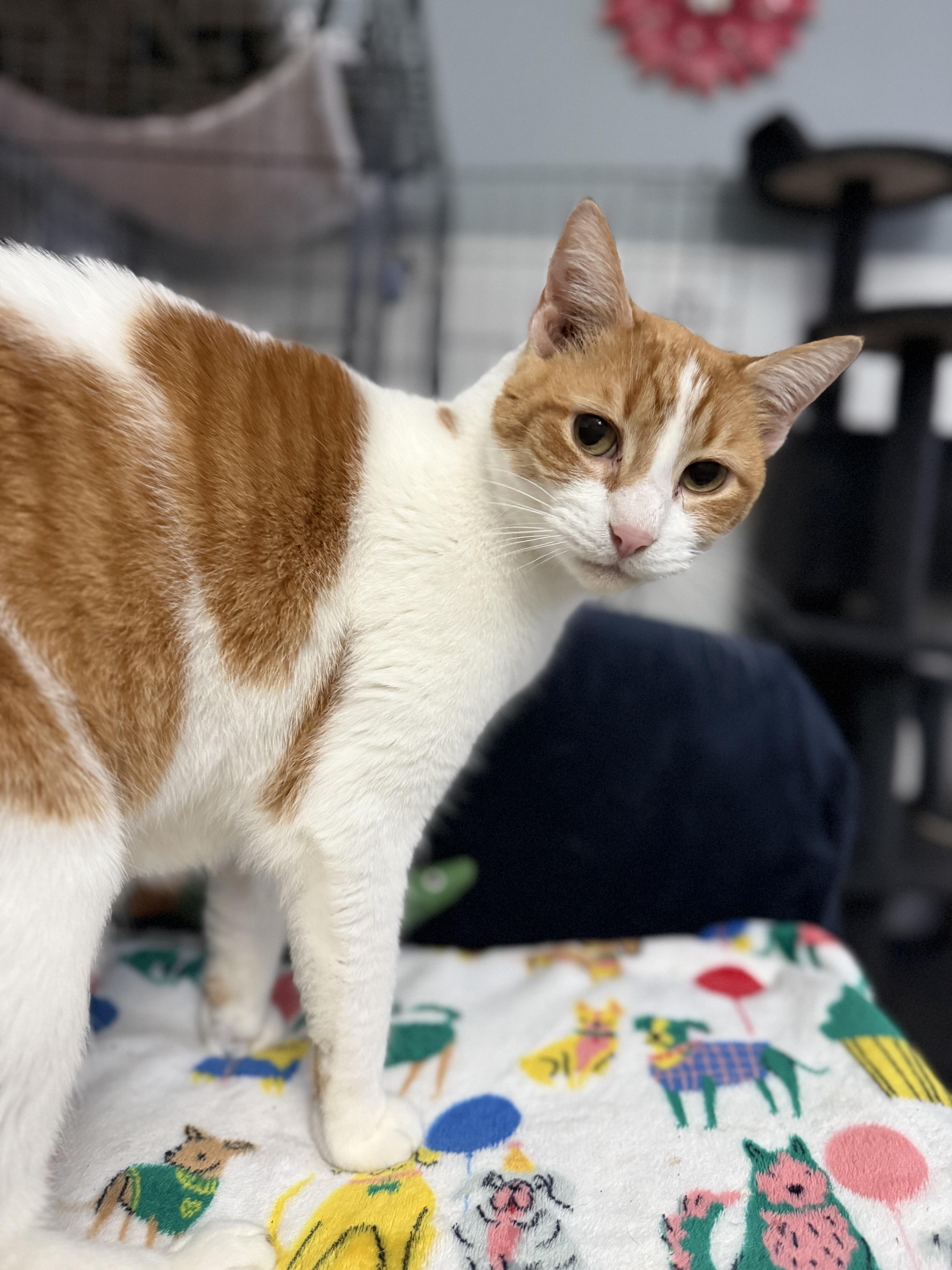 Enlarge Crush, a Adoptable Domestic Short Hair in Woodville , WI image 1/6