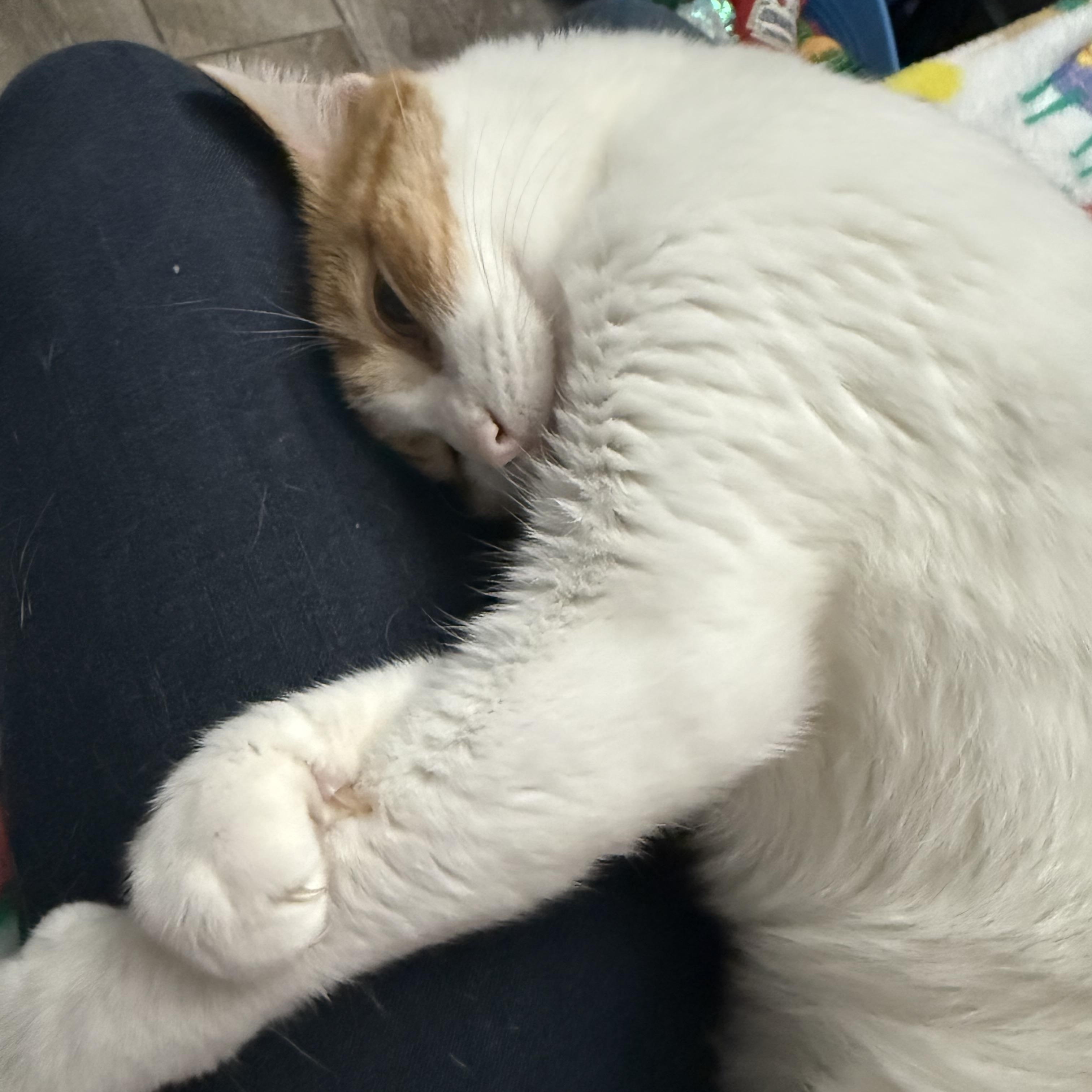 Enlarge Crush, a Adoptable Domestic Short Hair in Woodville , WI image 5/6