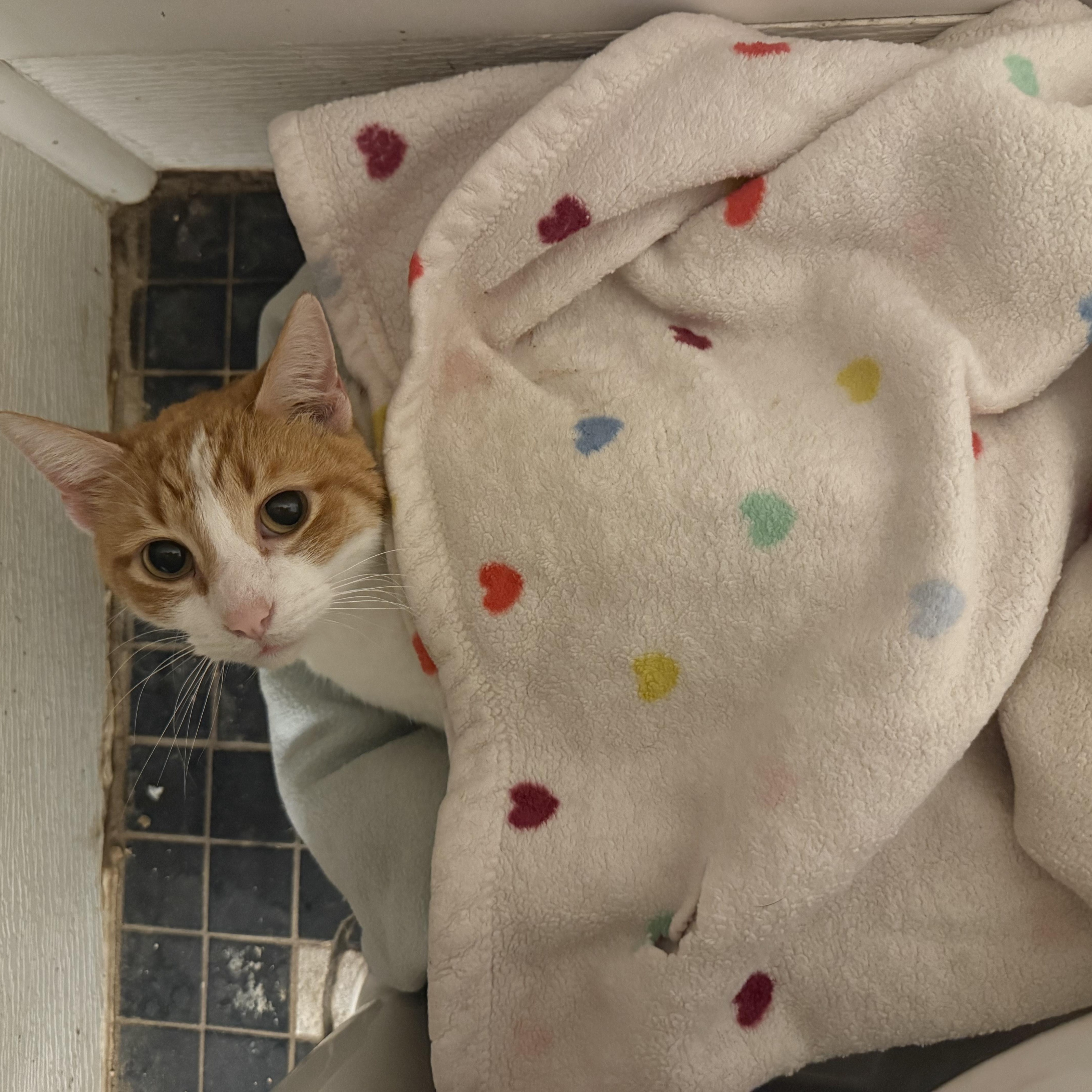 Crush, Adoptable, Adult Male Domestic Short Hair.