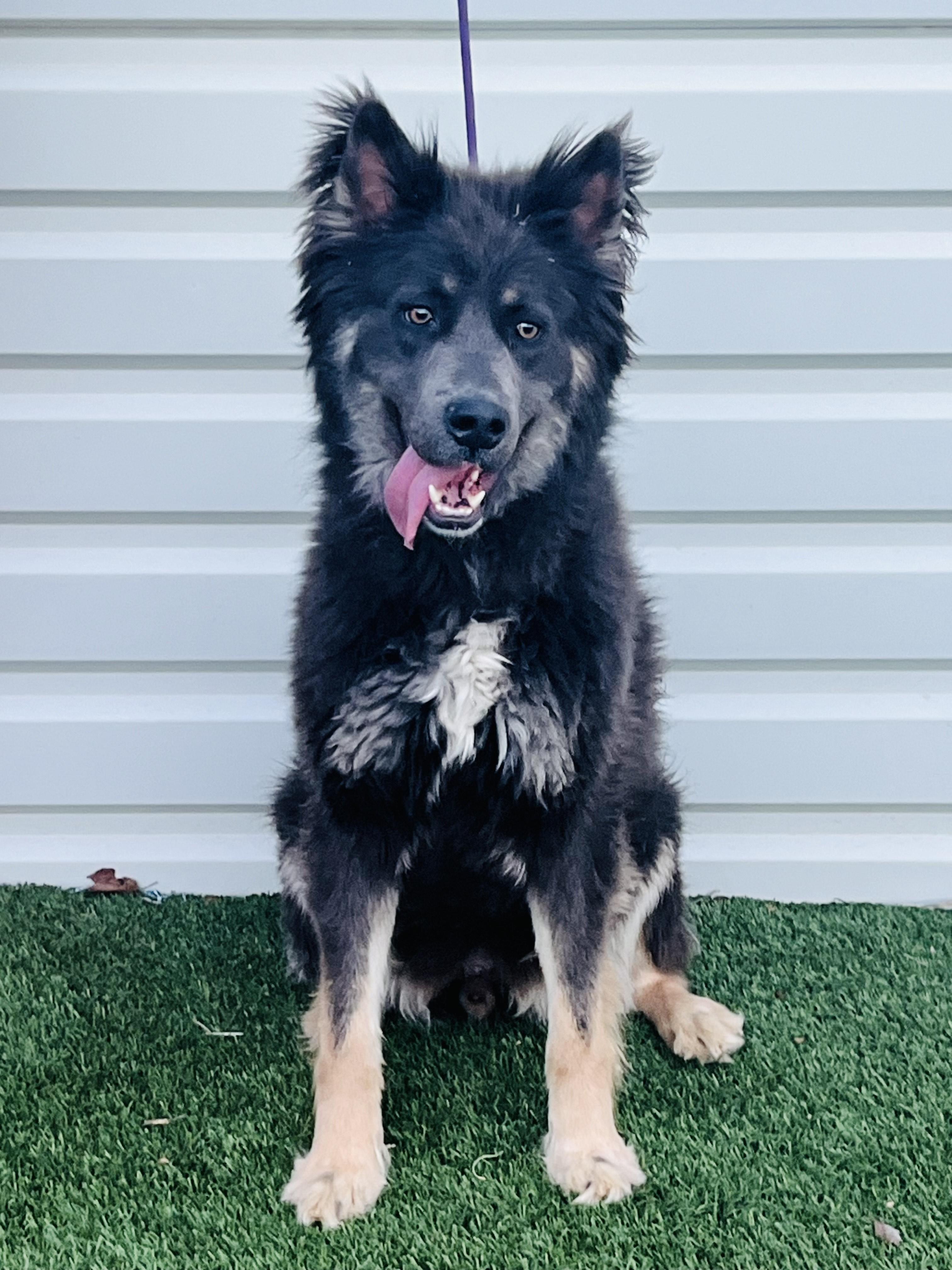 Riley, Adoptable, Young Male Husky.