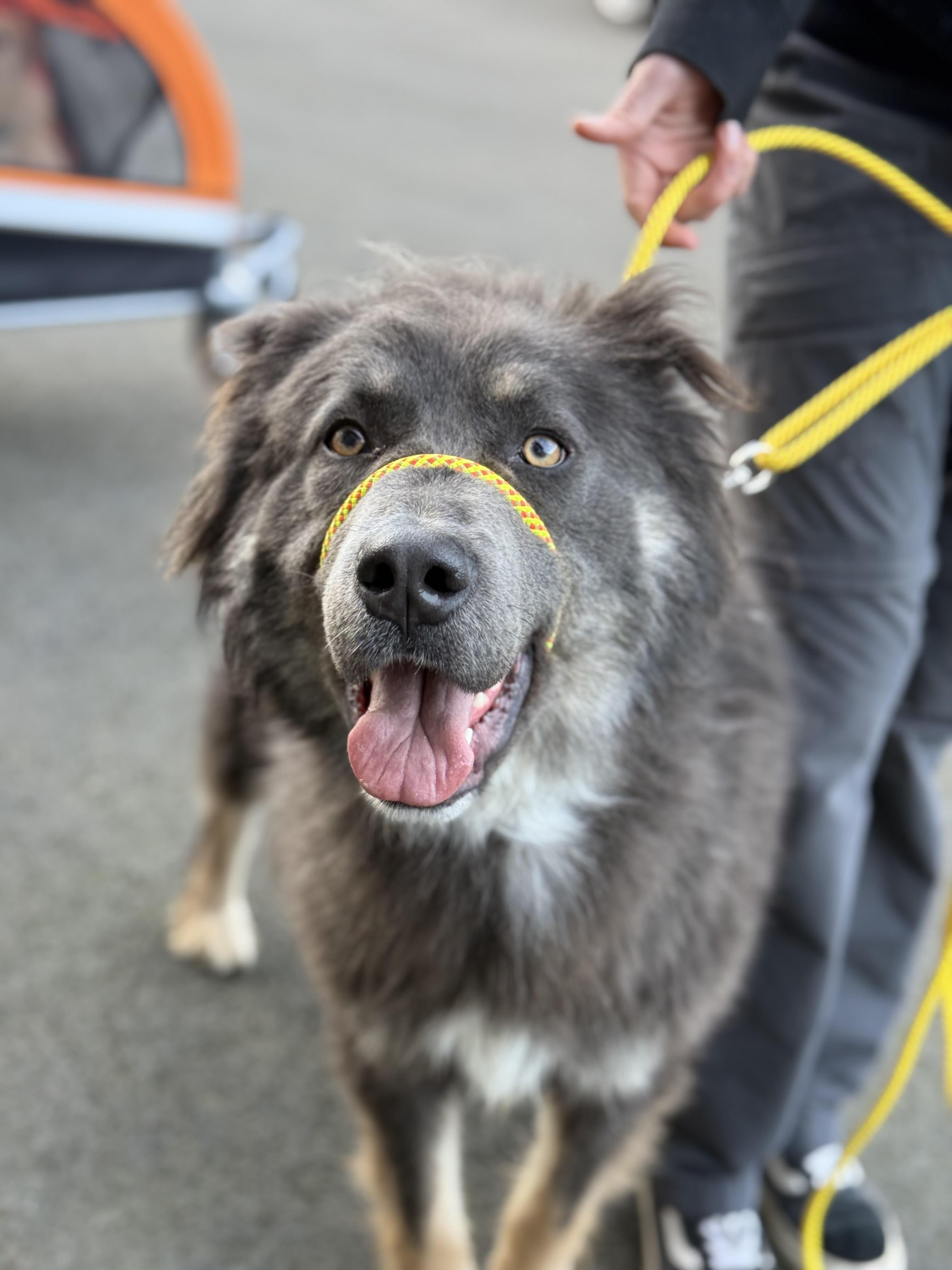 Riley, a Adoptable Husky in Ferndale, WA image 4/4