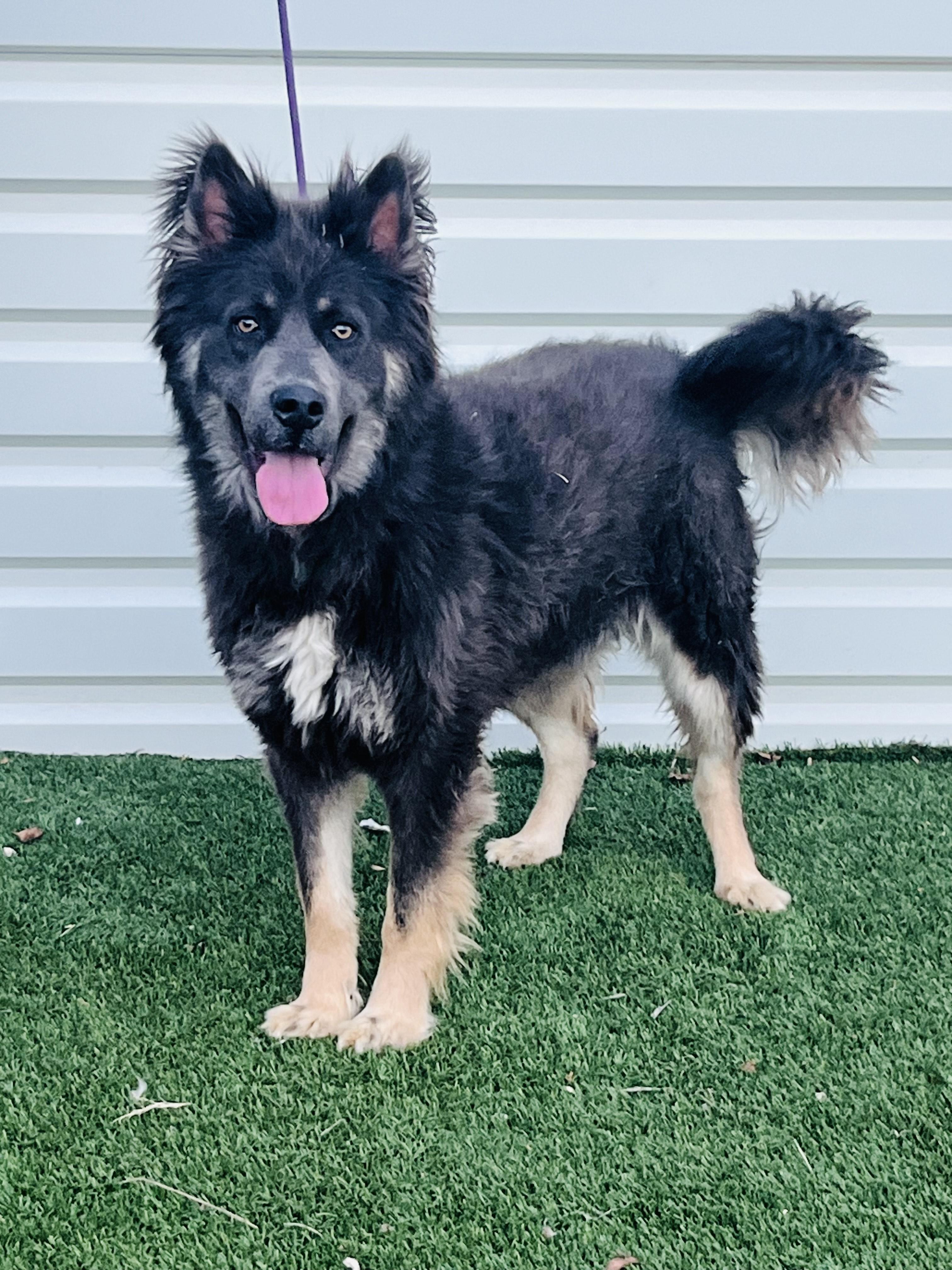 Riley, a Adoptable Husky in Ferndale, WA image 3/4
