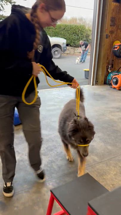Enlarge Riley, a Adoptable Husky in Ferndale, WA video 2/4