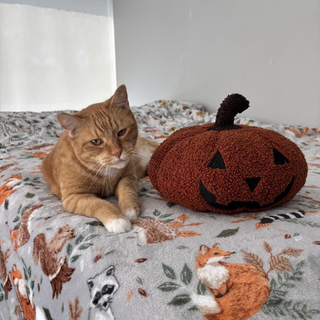 Mango Ann, Adoptable, Senior Female Domestic Short Hair.