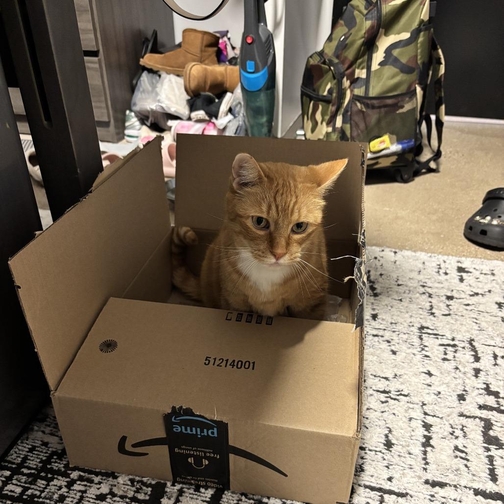 Mango Ann, a Adoptable Domestic Short Hair in Chicago, IL image 2/3