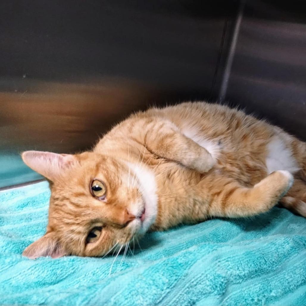 Mango Ann — thumbnail 3