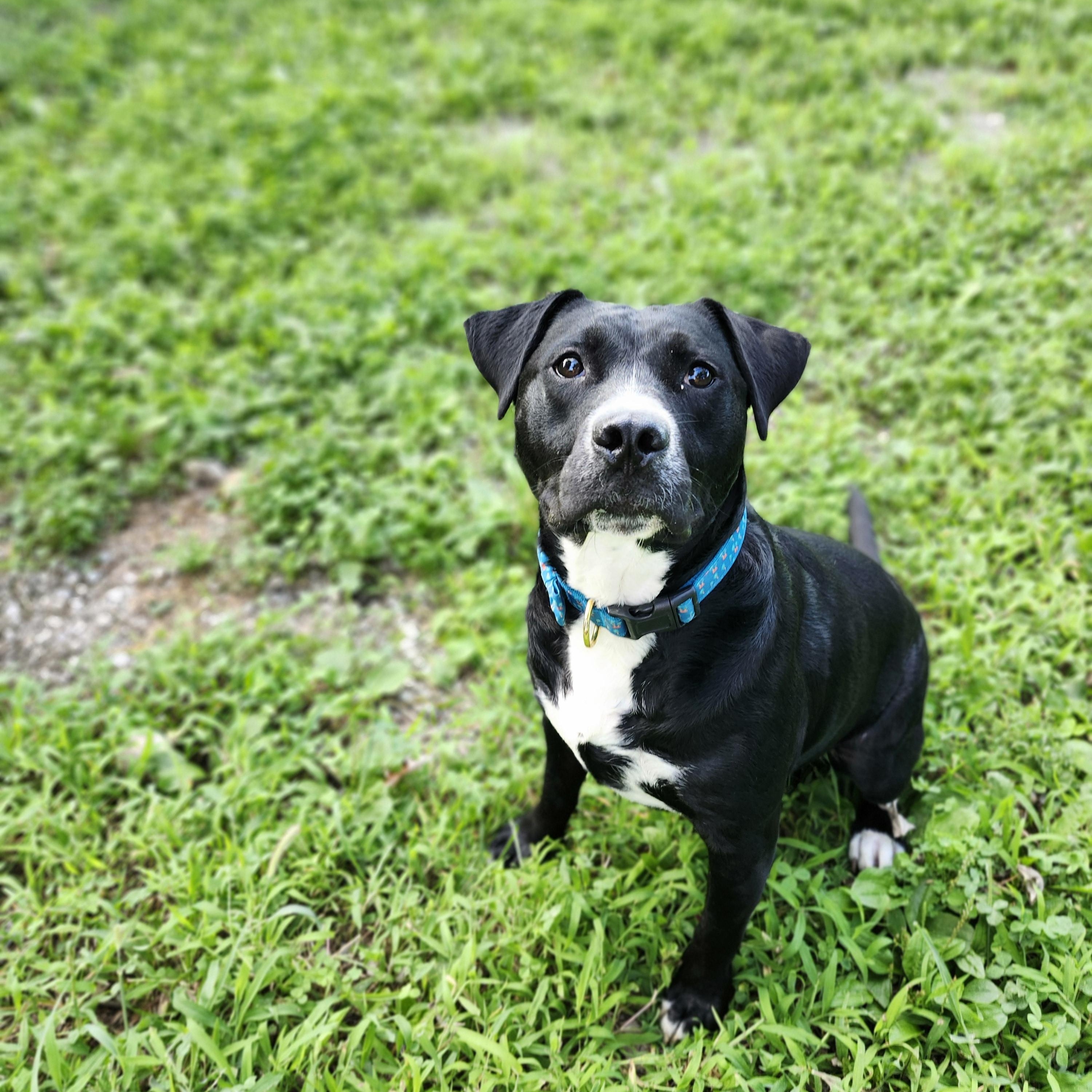 Clancy, a Adoptable Mixed Breed in Marshall, MO image 3/3