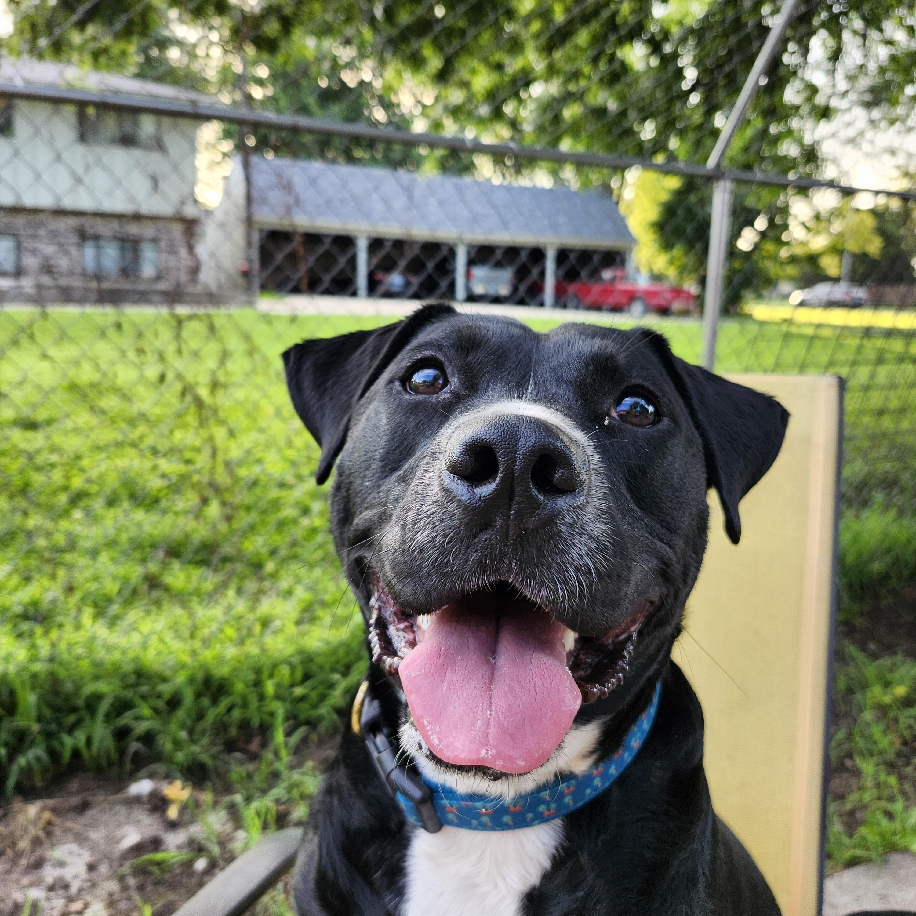 Clancy, a Adoptable Mixed Breed in Marshall, MO image 2/3
