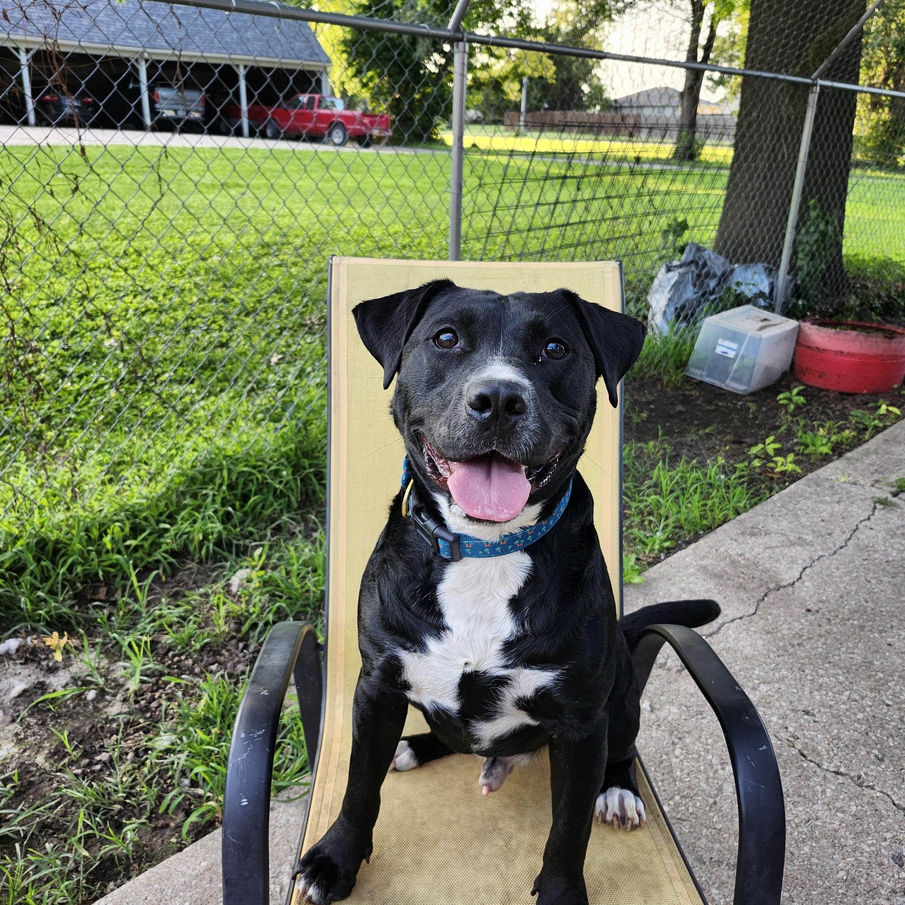 Clancy, a Adoptable Mixed Breed in Marshall, MO image 1/3