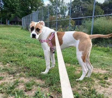 Enlarge Ginny, a Adoptable mixed breed in Waverly, NY image 1/4