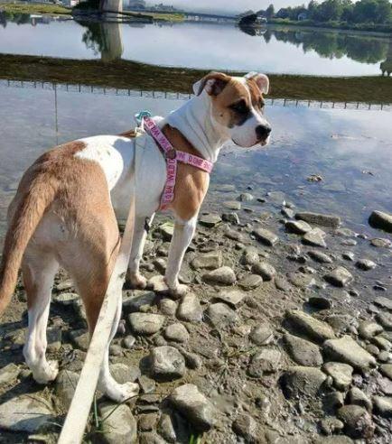 Enlarge Ginny, a Adoptable mixed breed in Waverly, NY image 2/4