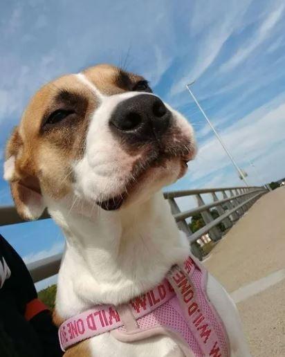 Enlarge Ginny, a Adoptable mixed breed in Waverly, NY image 3/4