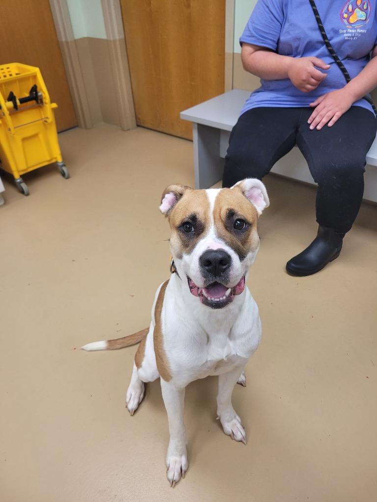 Enlarge Ginny, a Adoptable mixed breed in Waverly, NY image 4/4