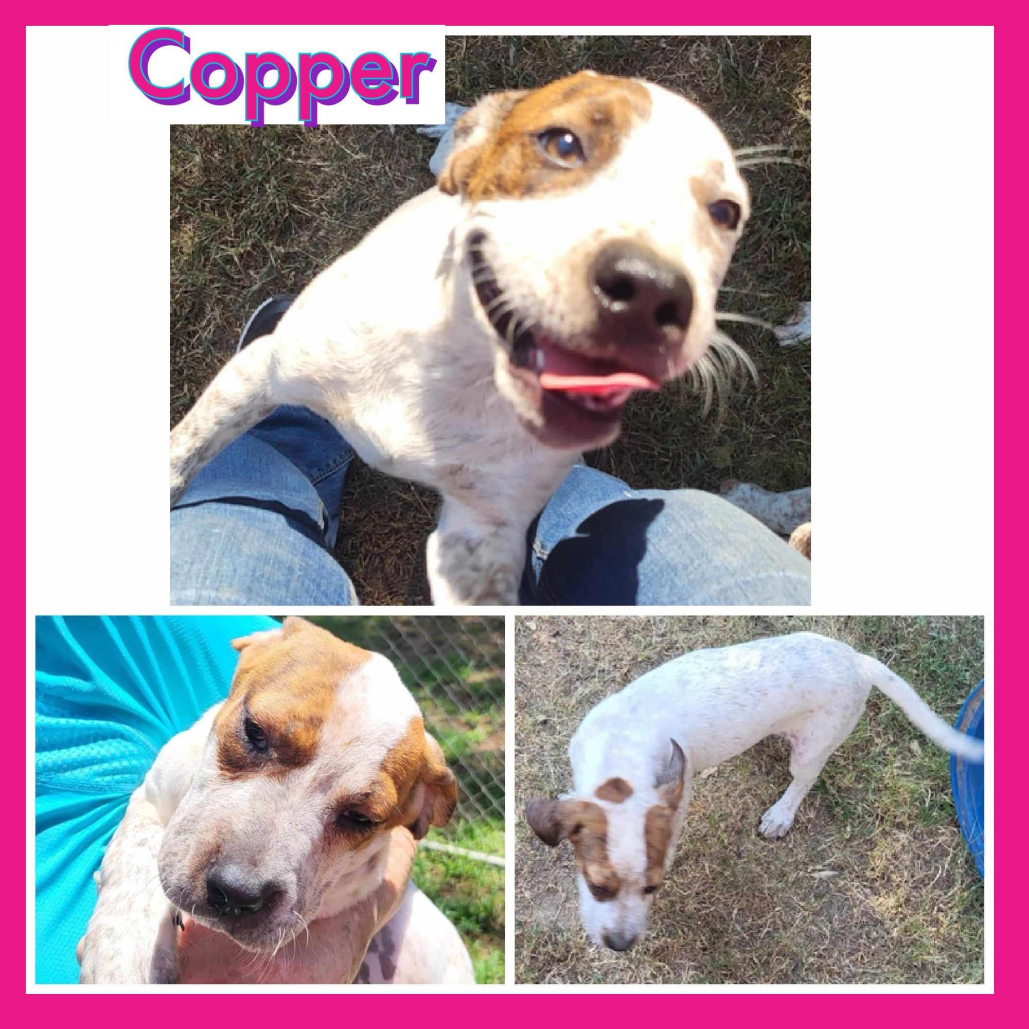 Dog for adoption 6 dogs in need of homes in Hot Springs ?, a Mixed Breed in Hot Springs, AR