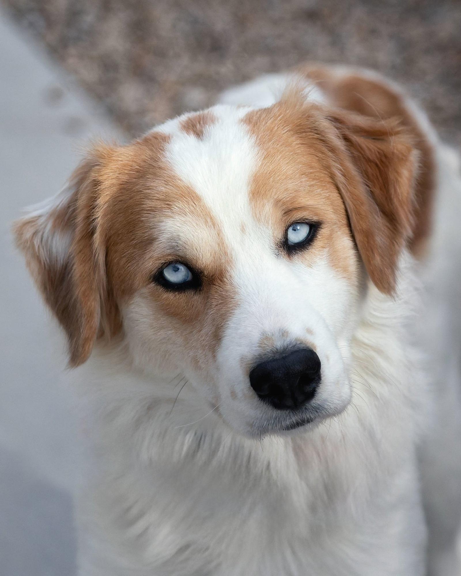 Enlarge PEACHES, a Adoptable mixed breed in Scottsdale, AZ image 1/3