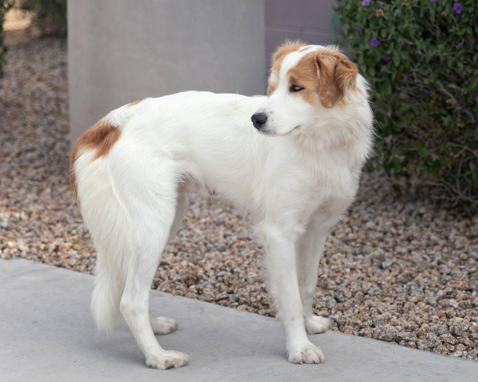Enlarge PEACHES, a Adoptable mixed breed in Scottsdale, AZ image 2/3