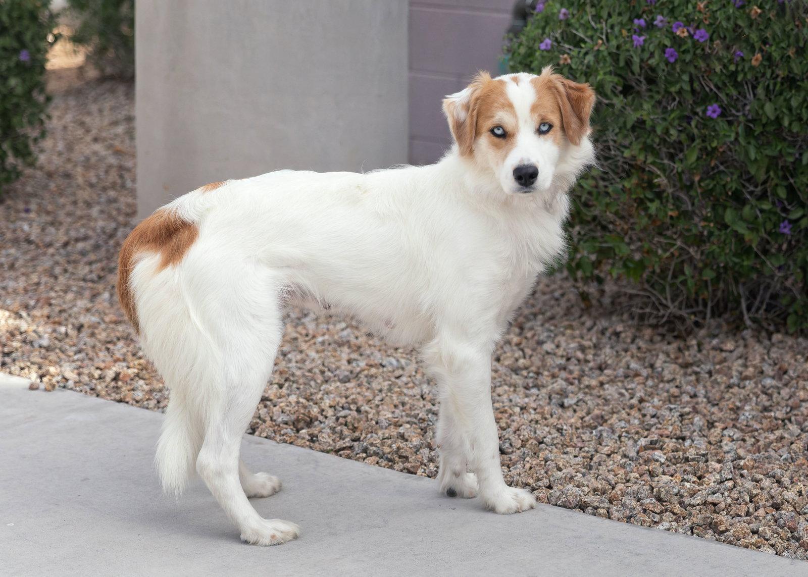 Enlarge PEACHES, a Adoptable mixed breed in Scottsdale, AZ image 3/3