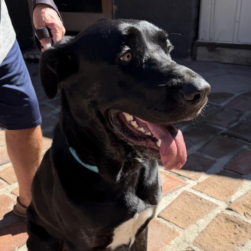 Enlarge *** Toto, a Adoptable Cane Corso in Oceanside, CA image 1/5