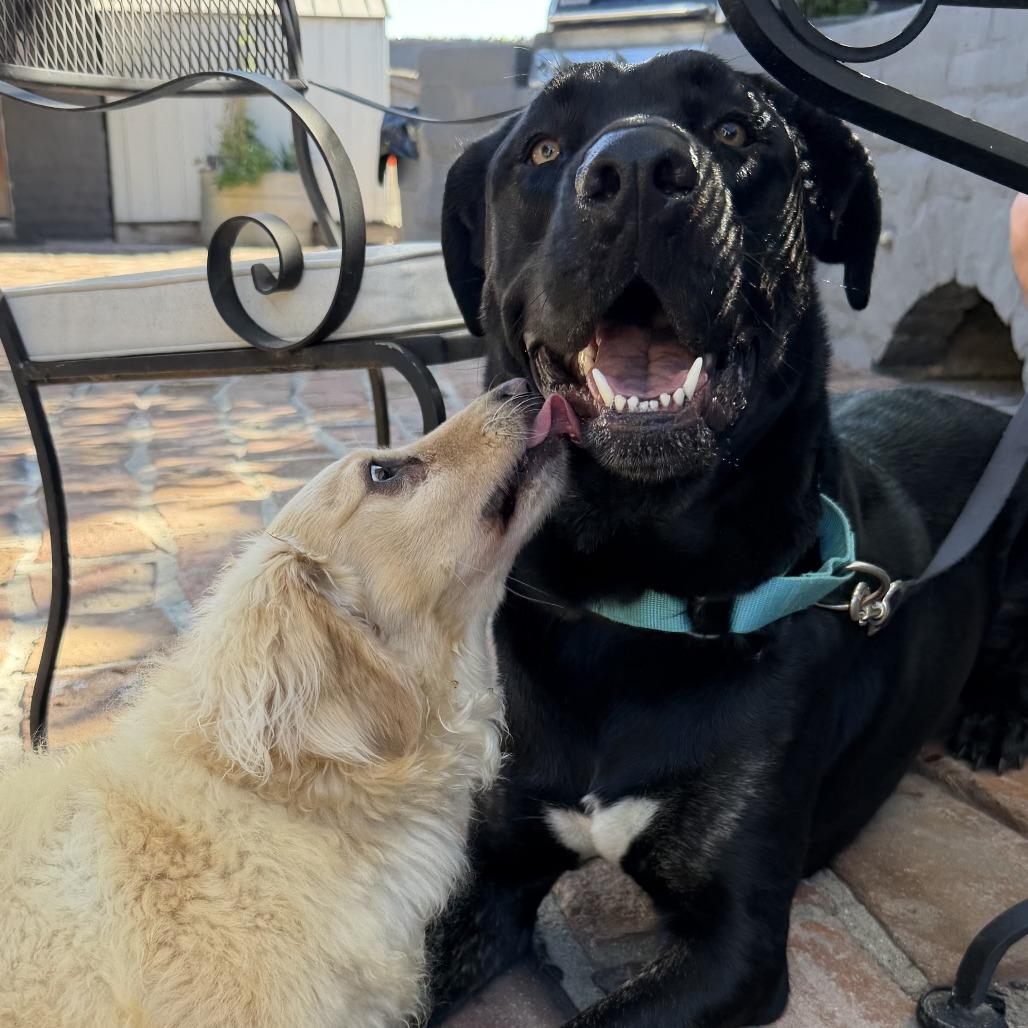 Enlarge *** Toto, a Adoptable Cane Corso in Oceanside, CA image 2/5