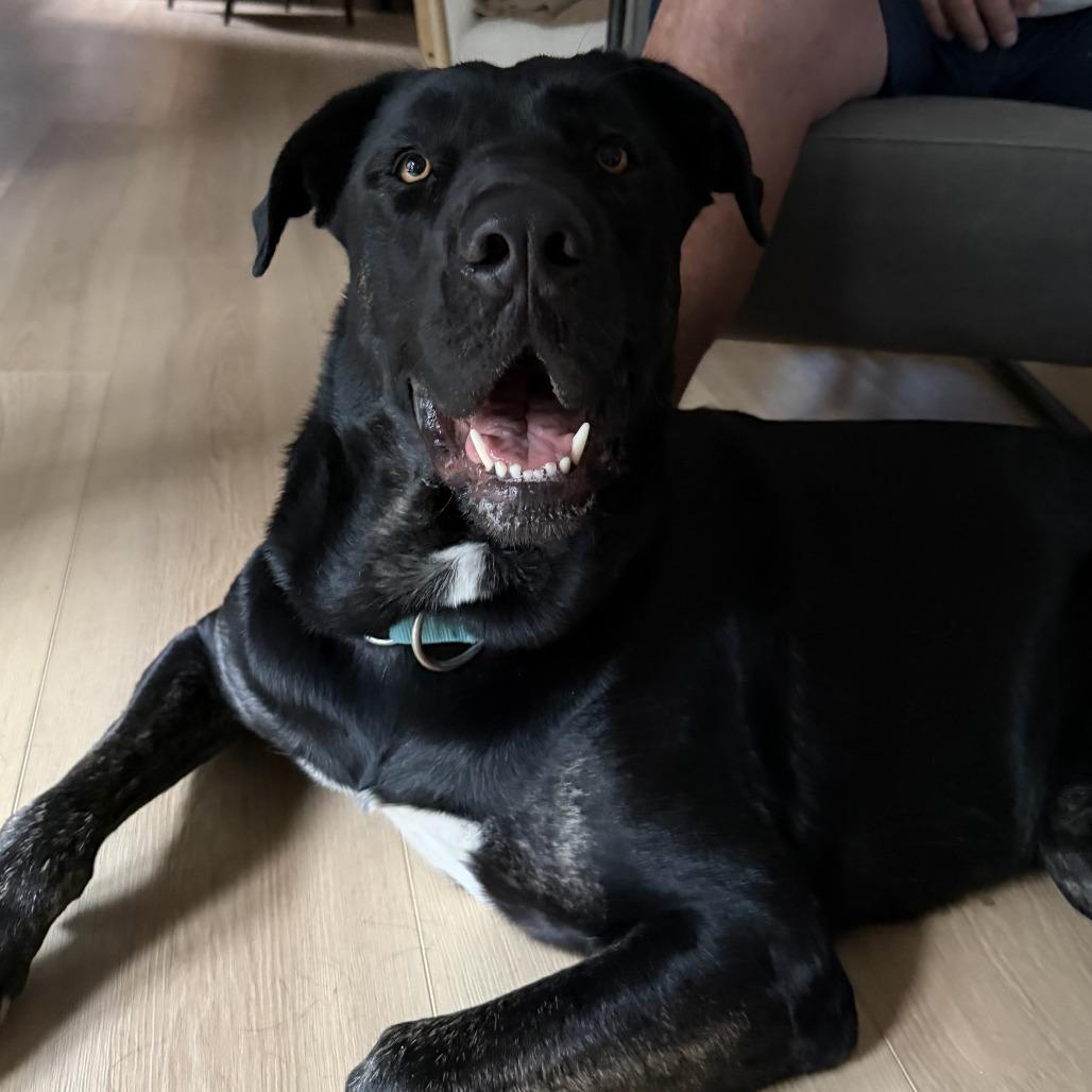 Enlarge *** Toto, a Adoptable Cane Corso in Oceanside, CA image 3/5