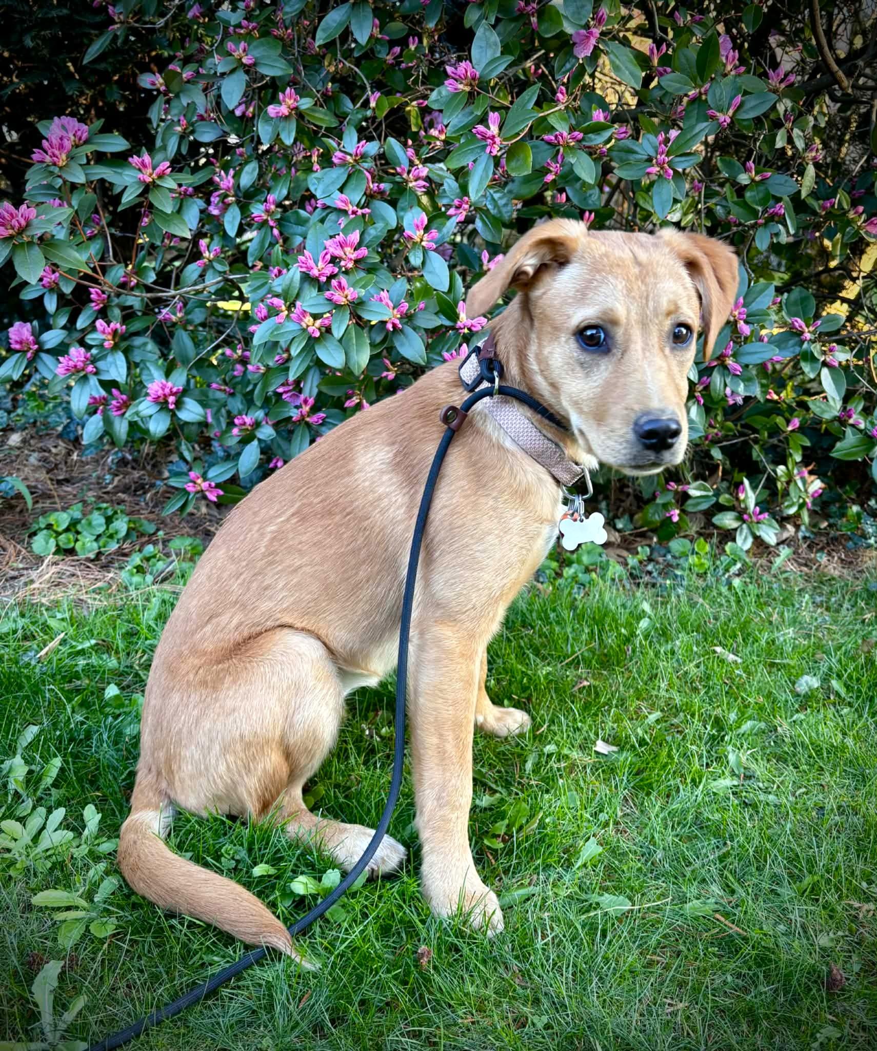 Enlarge Bixie, an adopted mixed breed in Mechanicsburg, PA image 6/6